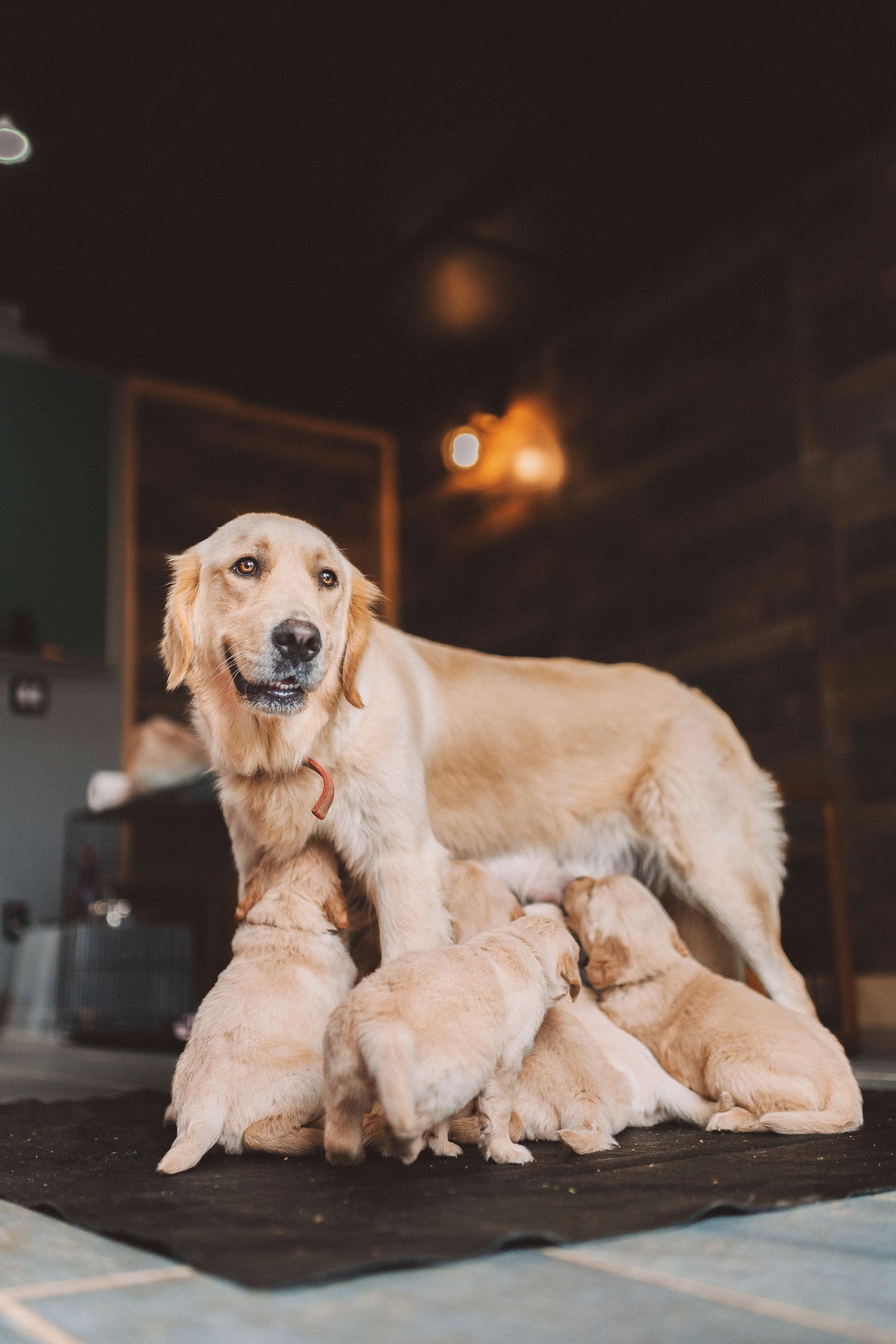A golden retriever mother dog lying on the floor with her puppies nursing and playing around her on a black surface, inside a home with a dark ceiling and warm lighting.