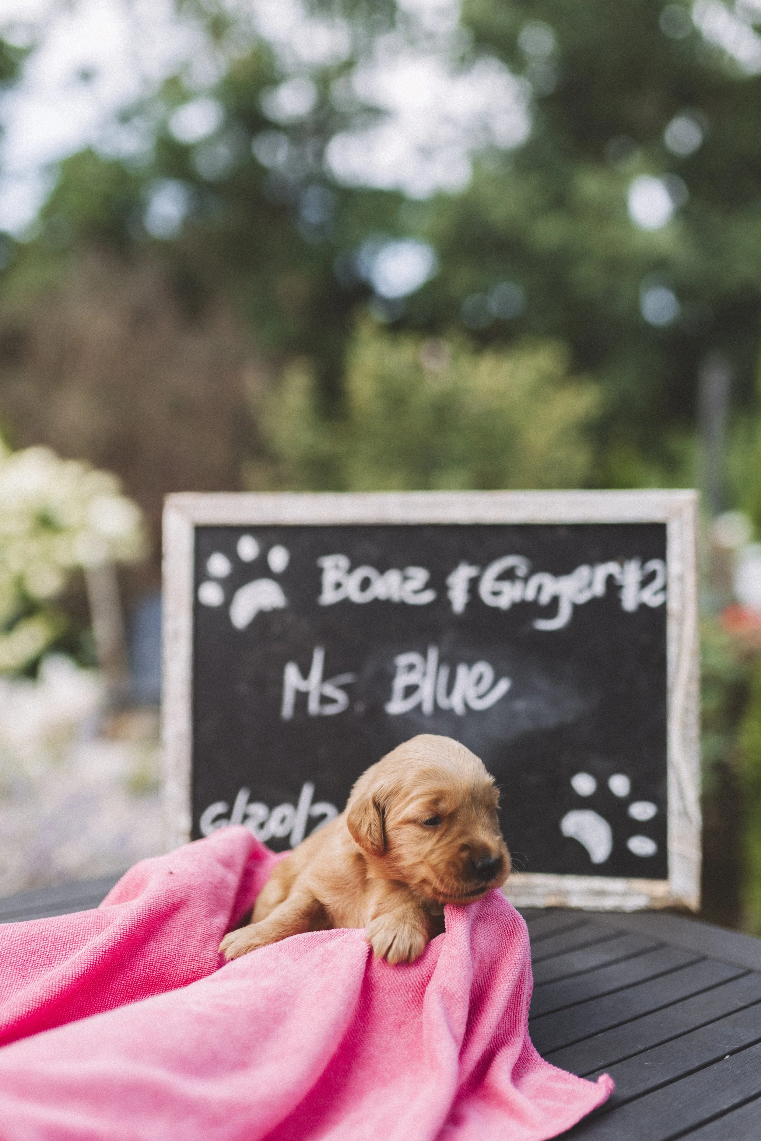 Ginger.MsBlue.JPG