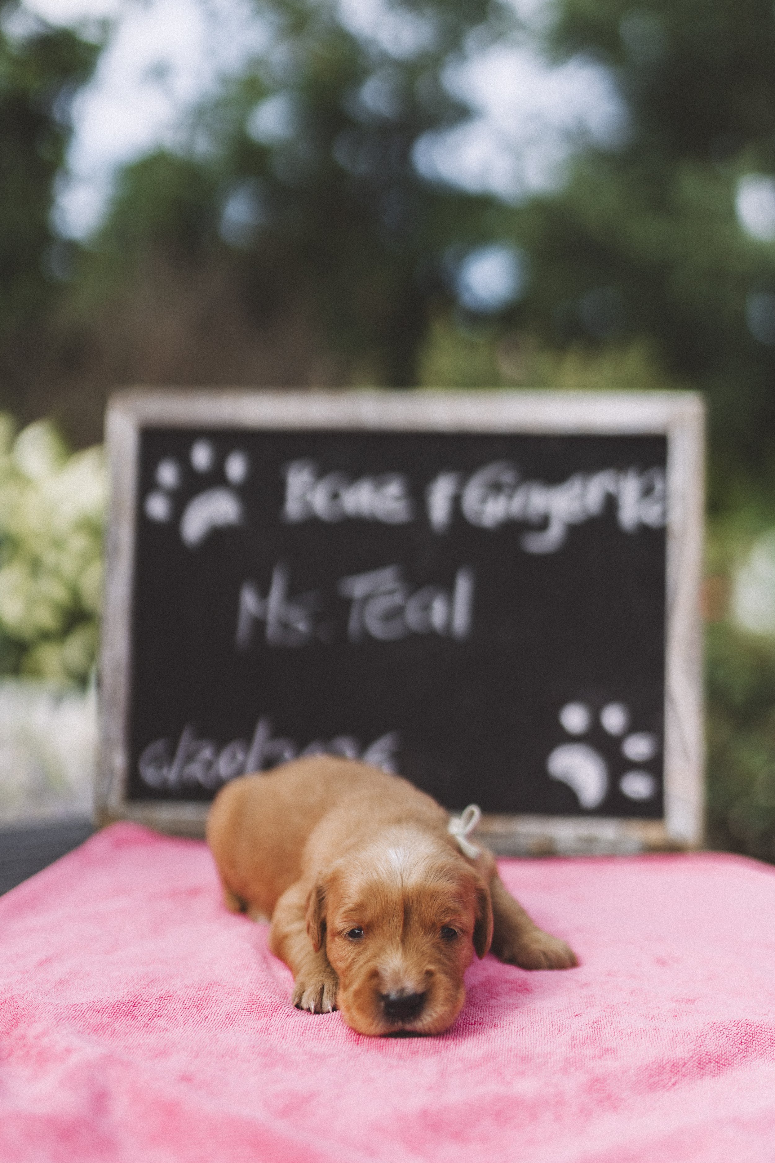 Ginger.MsTeal.JPG