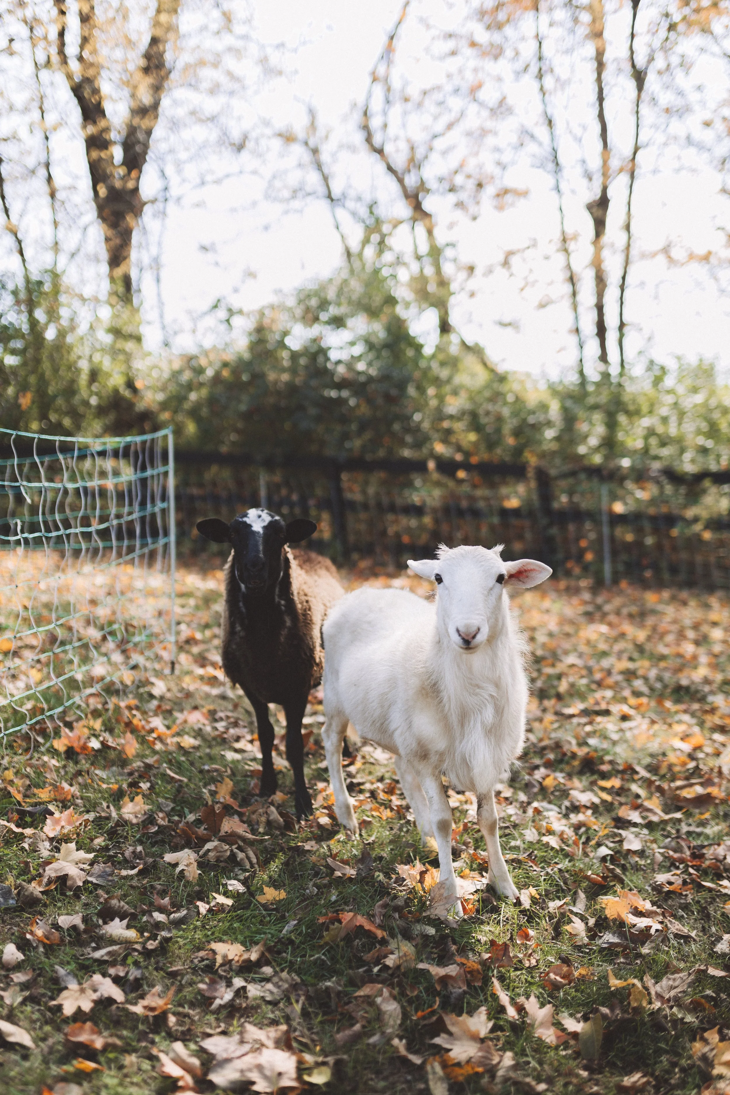 Two young goats, one black and one white, standing on a leaf-covered grassy area outdoors, with trees and a wire fence in the background during autumn.