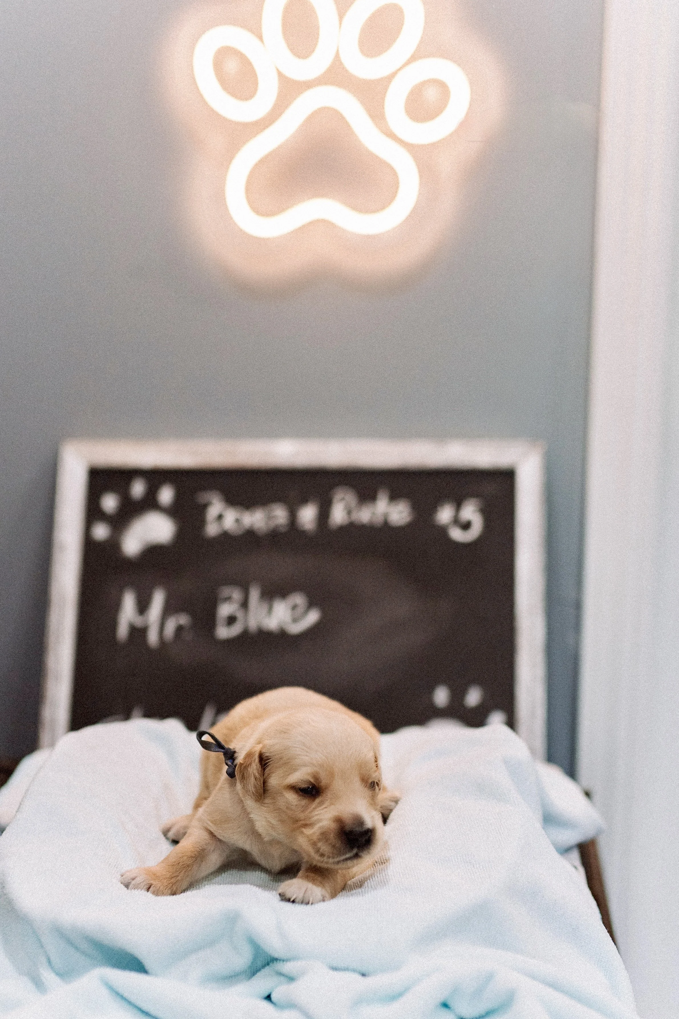 Mr. Blue