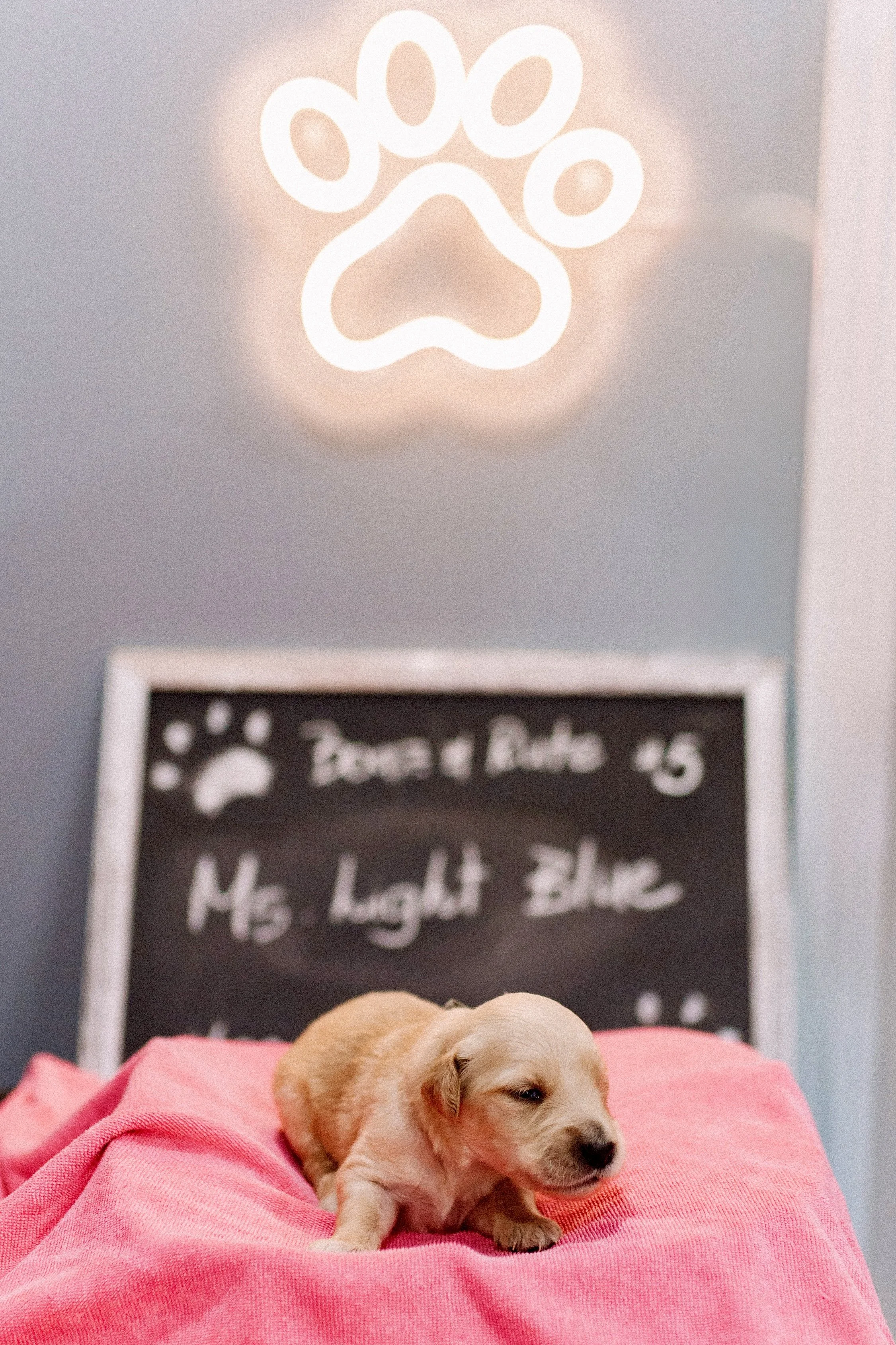 Ms. Light Blue