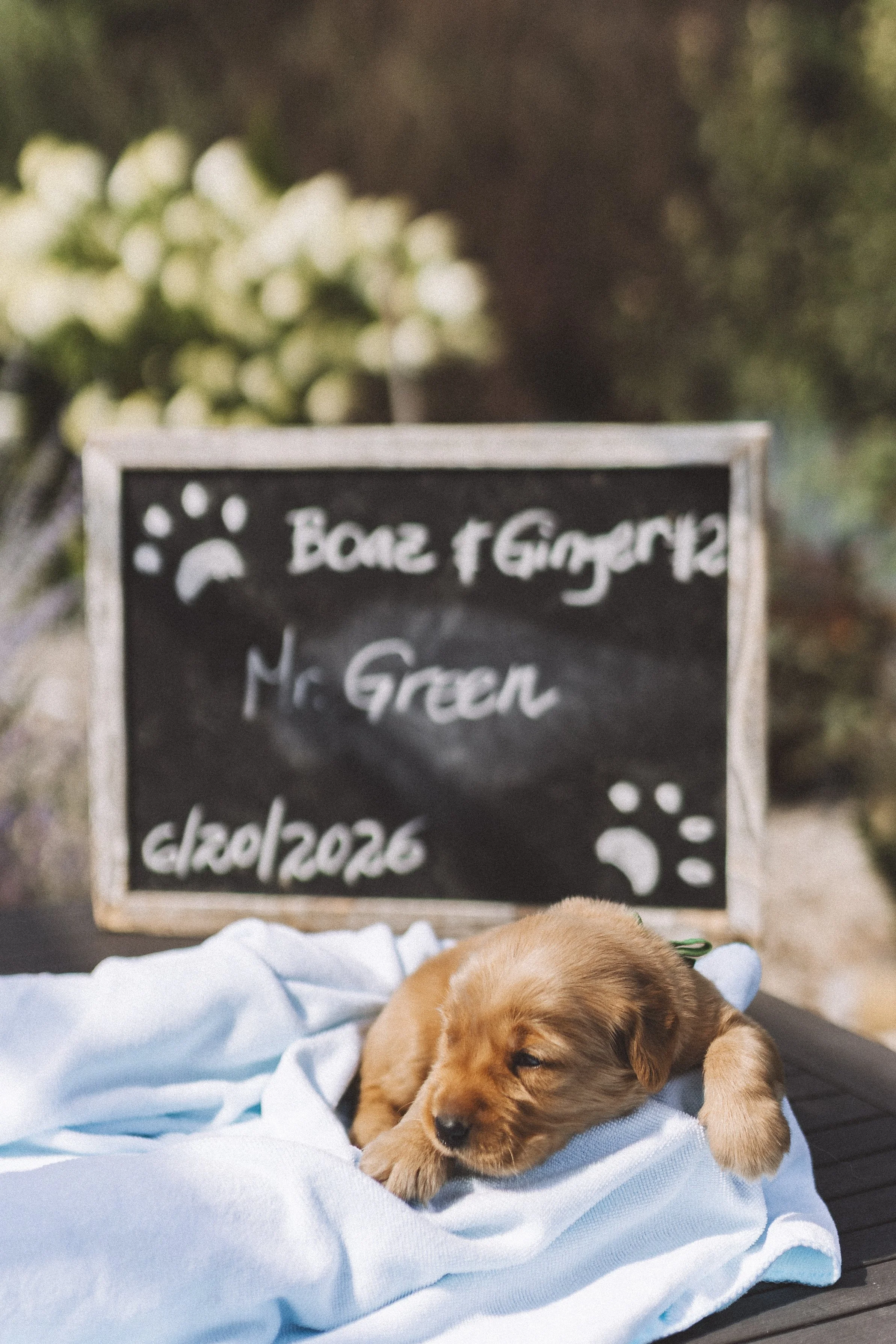 Mr. Green