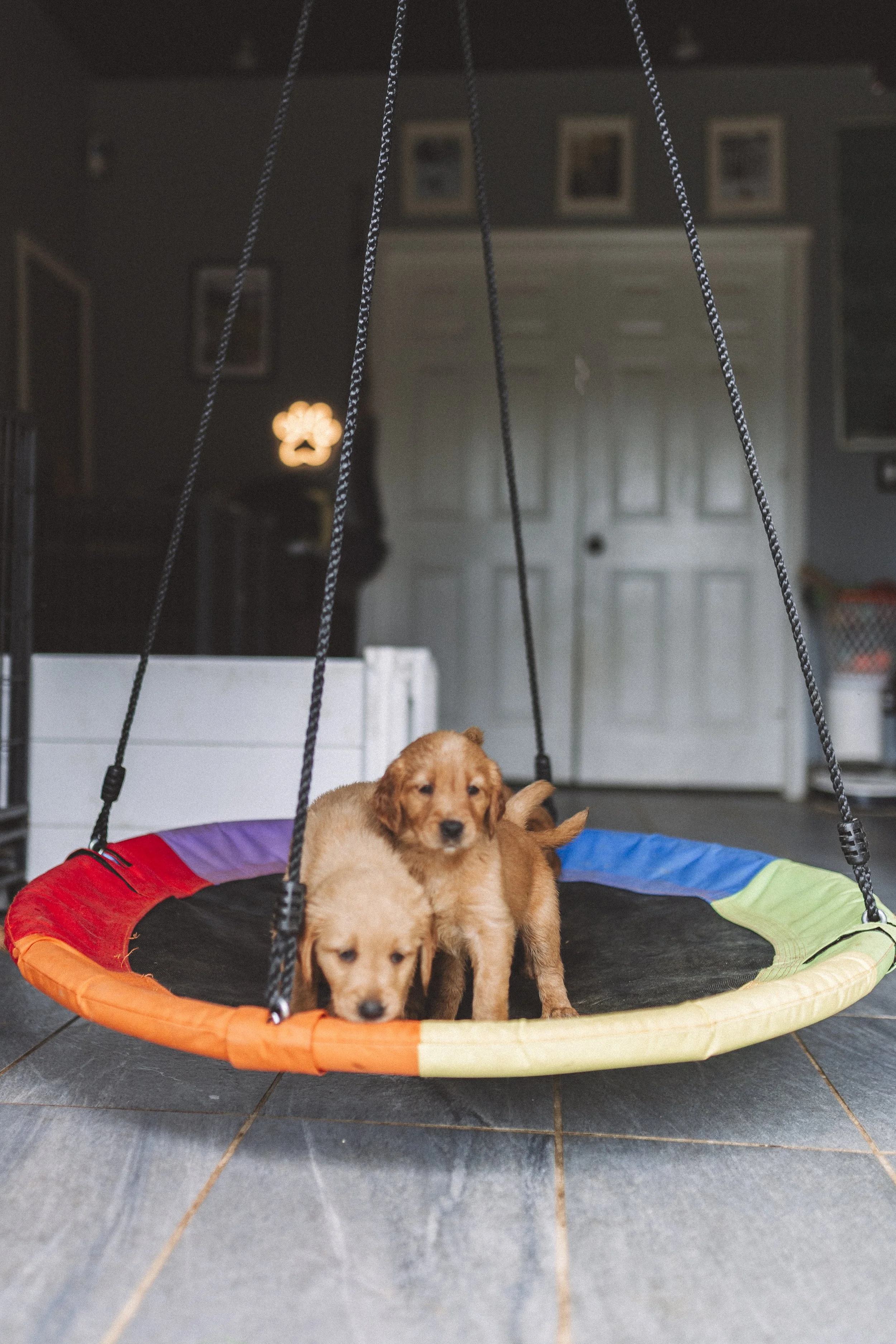 Two adorable puppies with light brown fur and dark noses are sitting on a colorful circular swing with a black center, orange, green, and purple edges, hanging inside a room. The room has dark tile flooring, a white door, and framed pictures on the wall in the background. The puppies are looking at the camera, and one puppy is partially out of the frame.