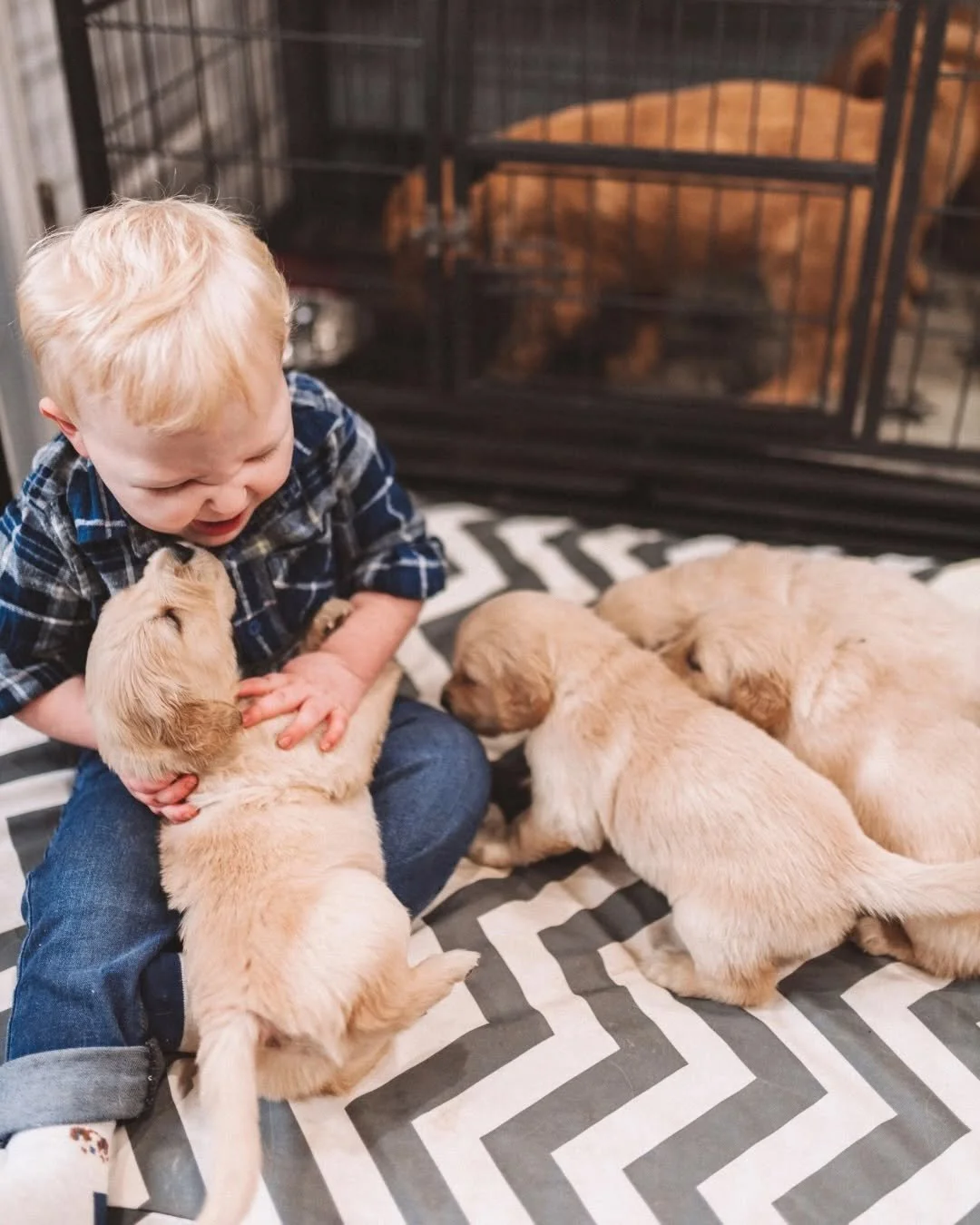 A young boy playing with four golden retriever puppies inside a pet enclosure.
