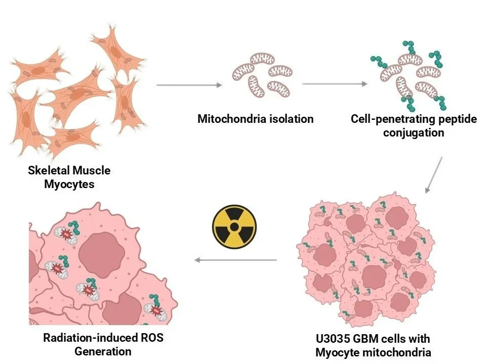 Schematic illustrating autologous mitochondrial transplantation as a therapeutic strategy for glioblastoma.