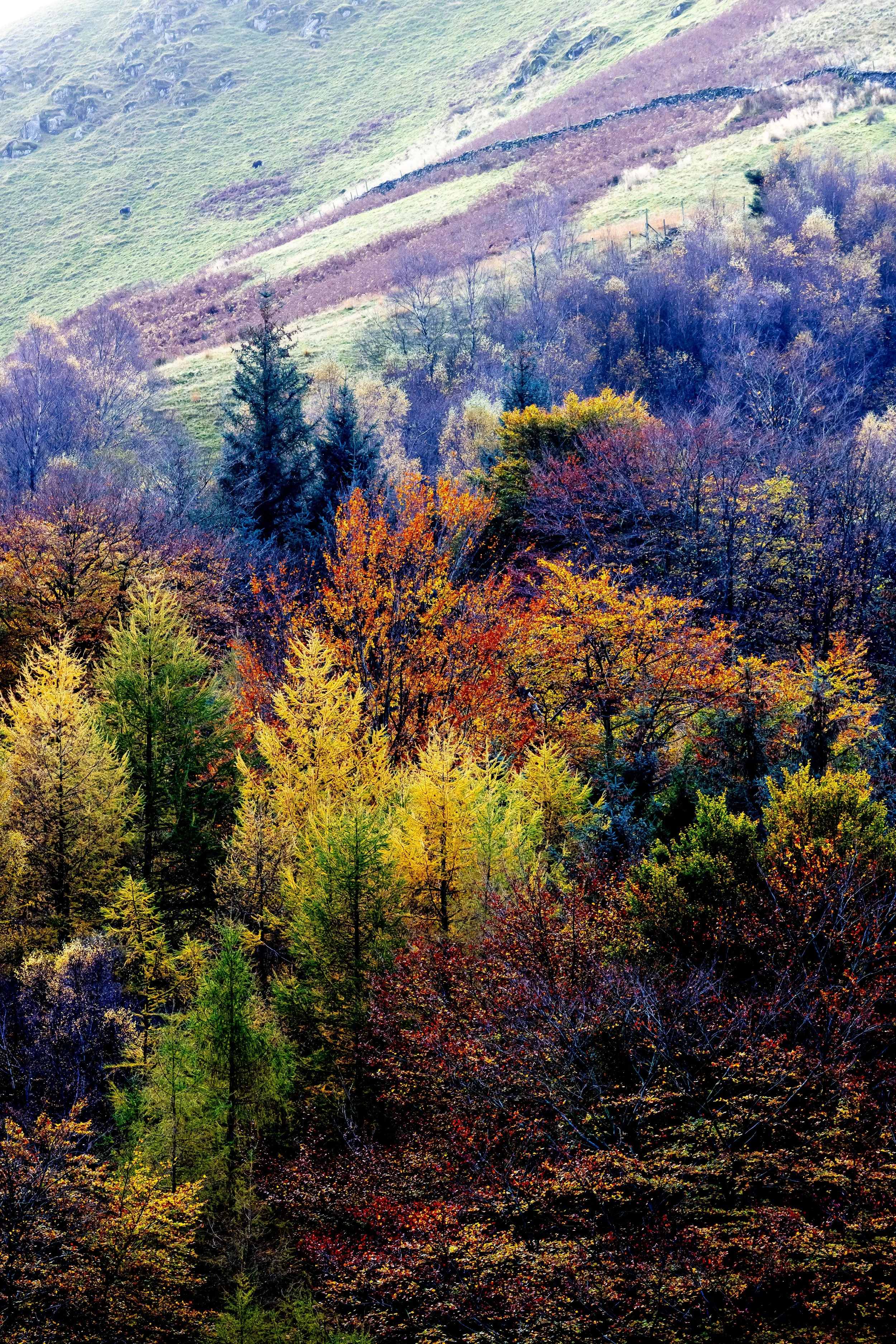 _54A1557.jpg