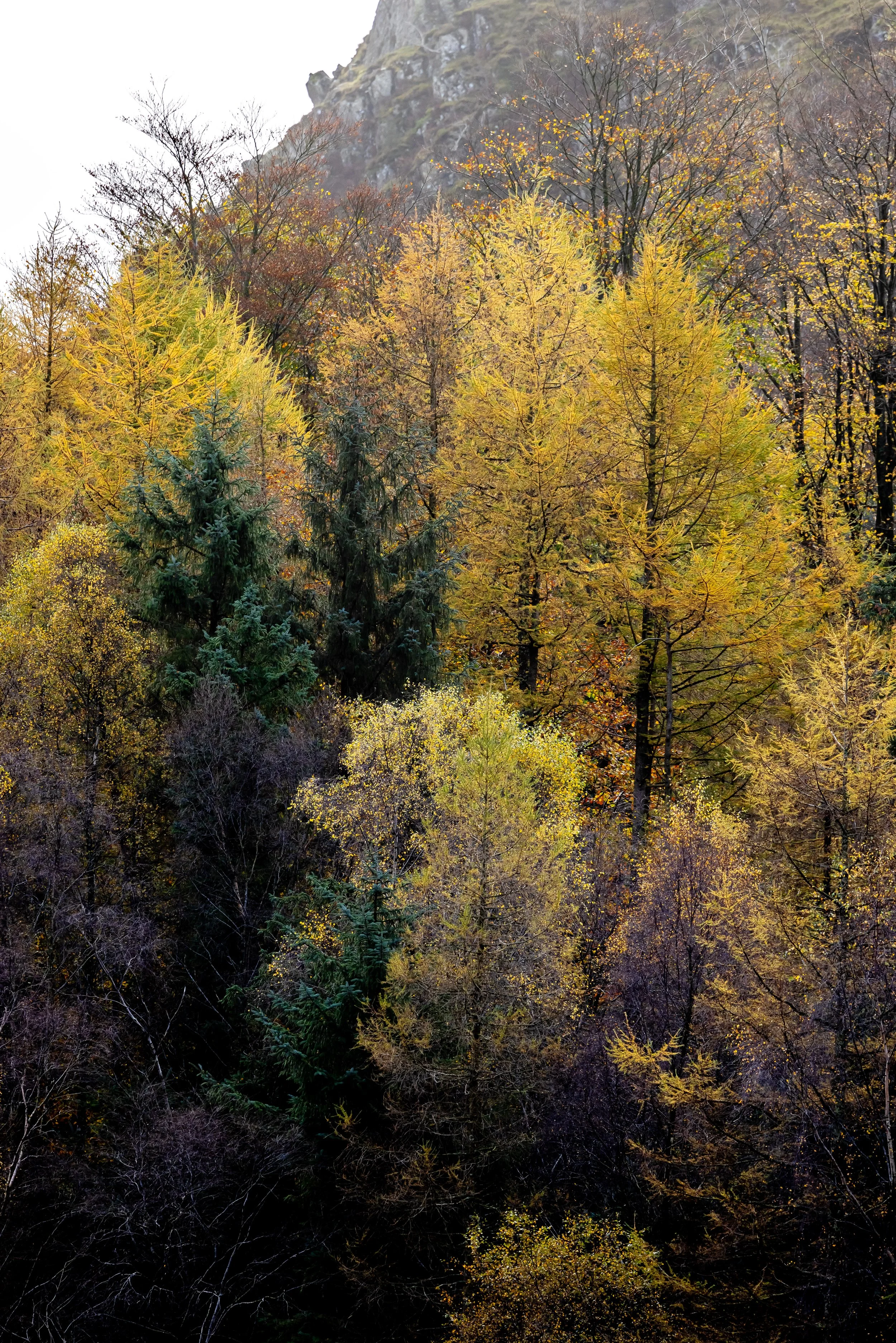 _54A1558.jpg