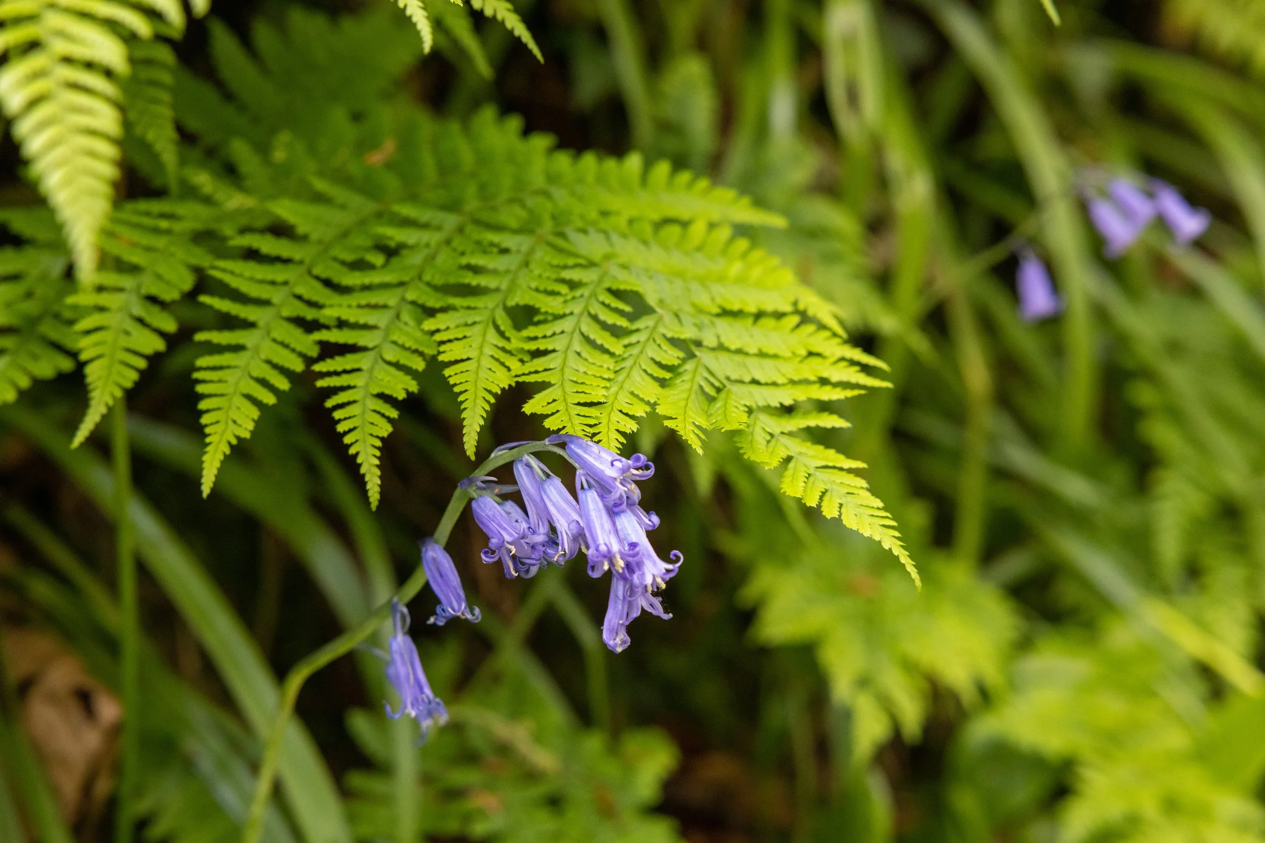 _54A5750.jpg