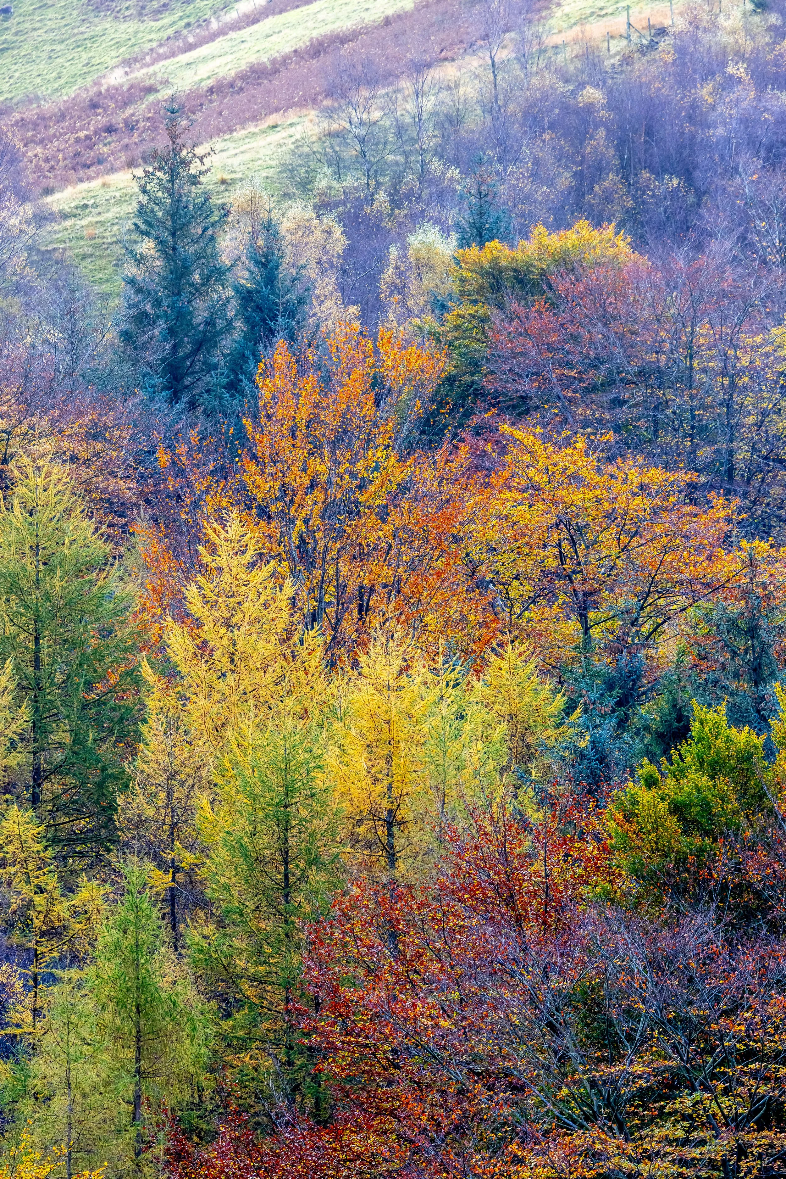 _54A1556.jpg