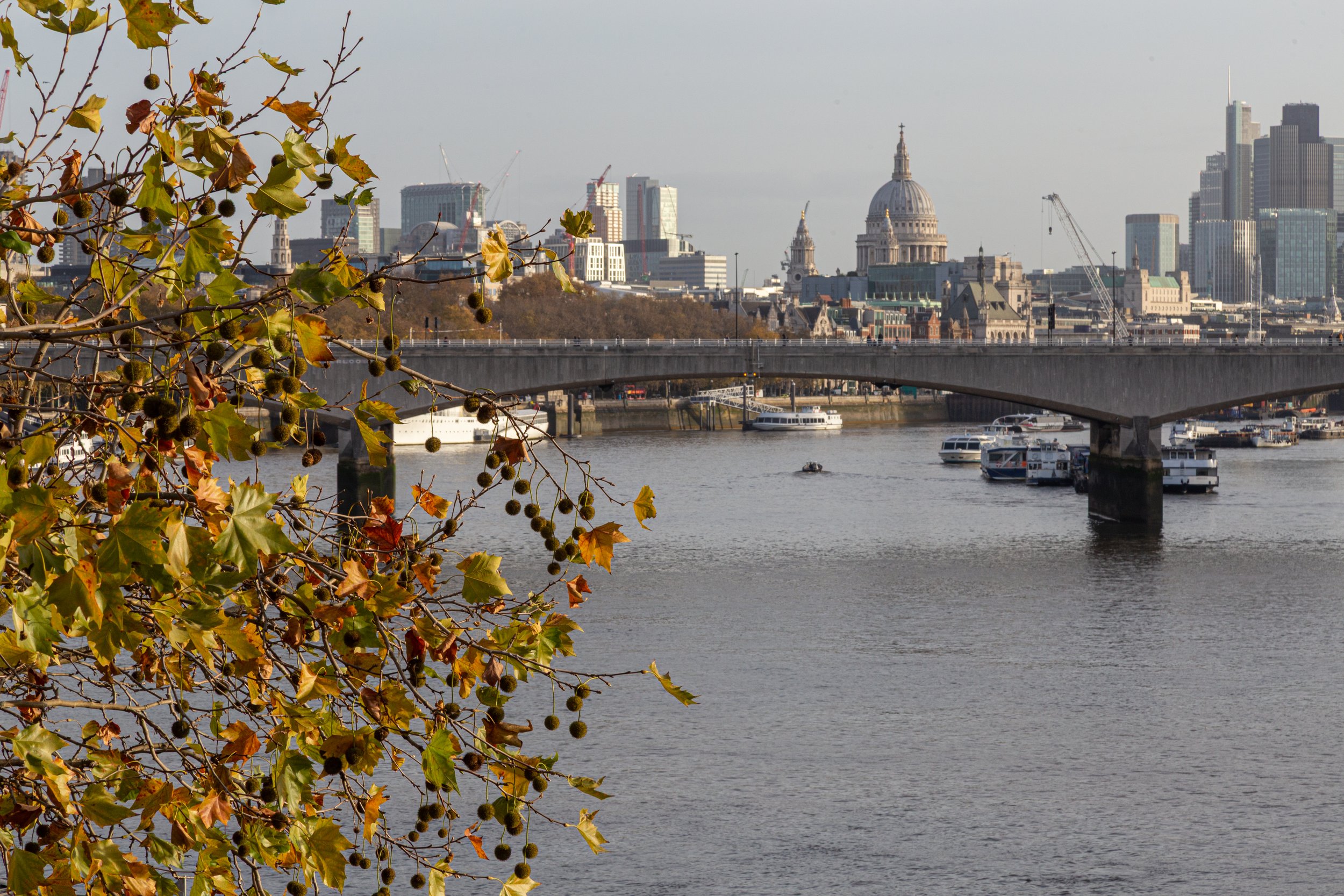 _MG_5960.jpg