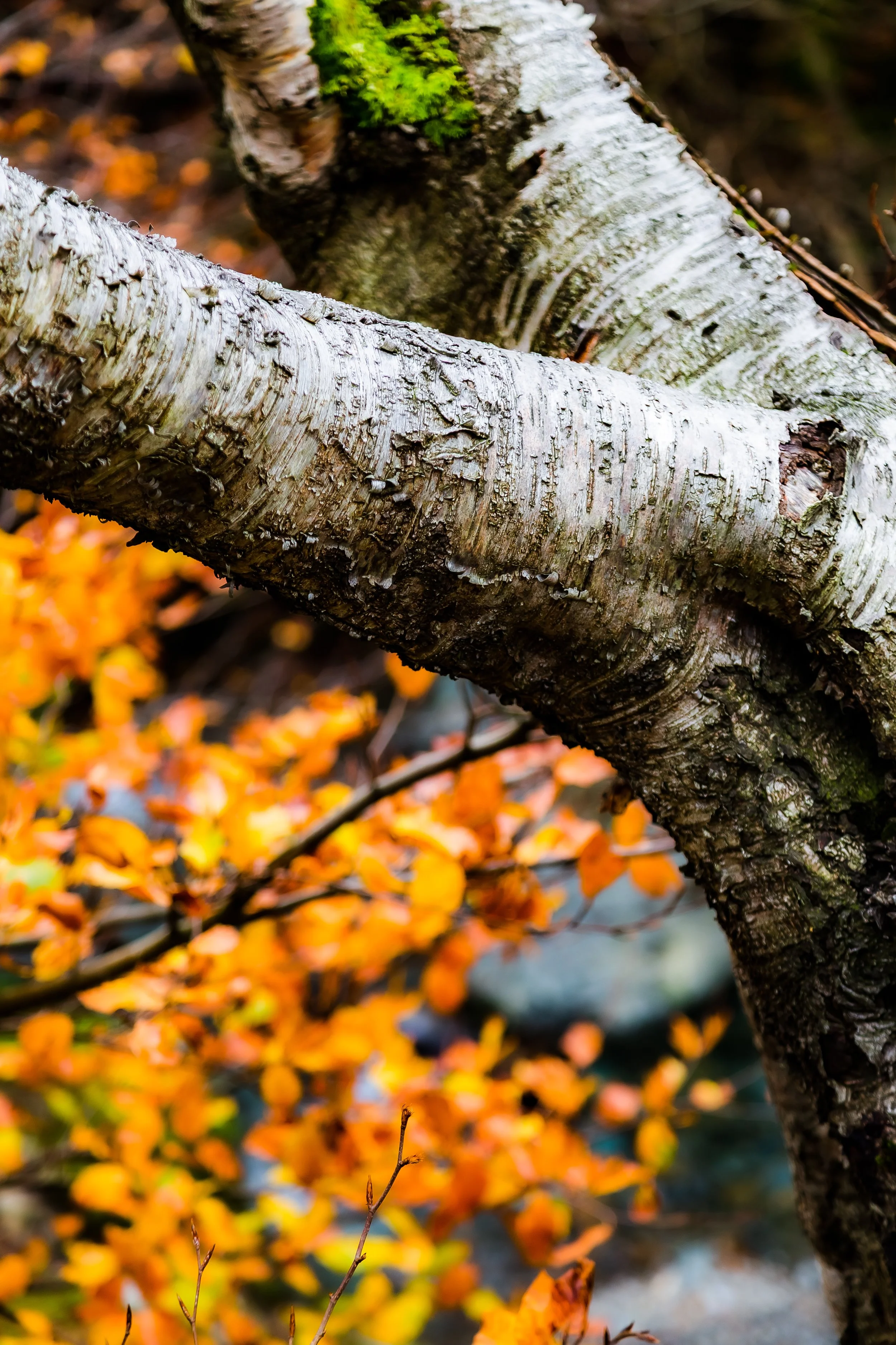 _MG_3268.jpg