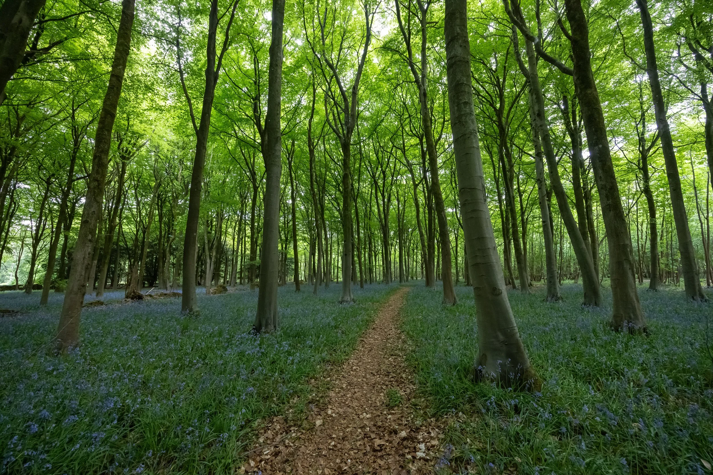 _54A3229.jpg