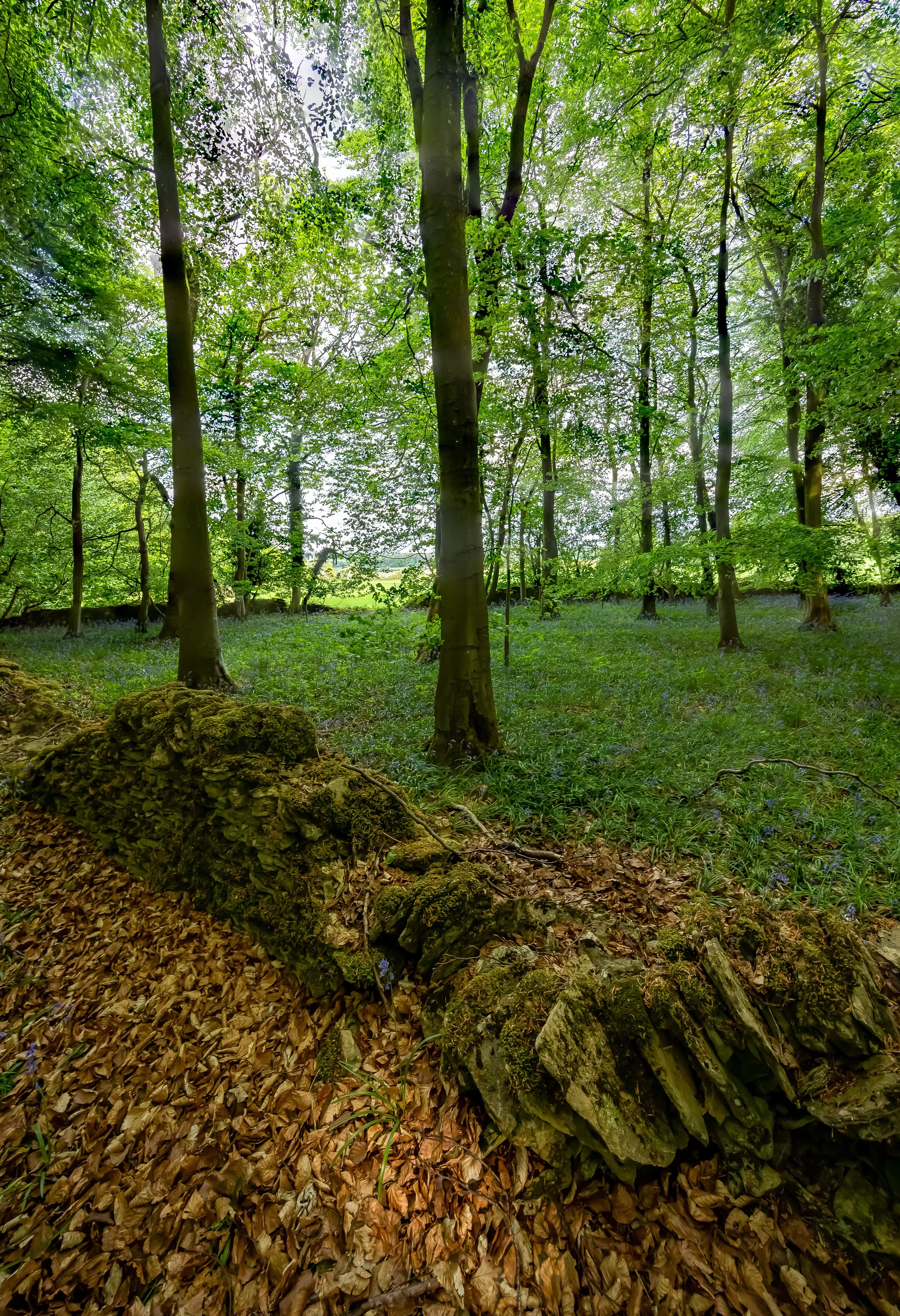 _54A3262-FOST.jpg