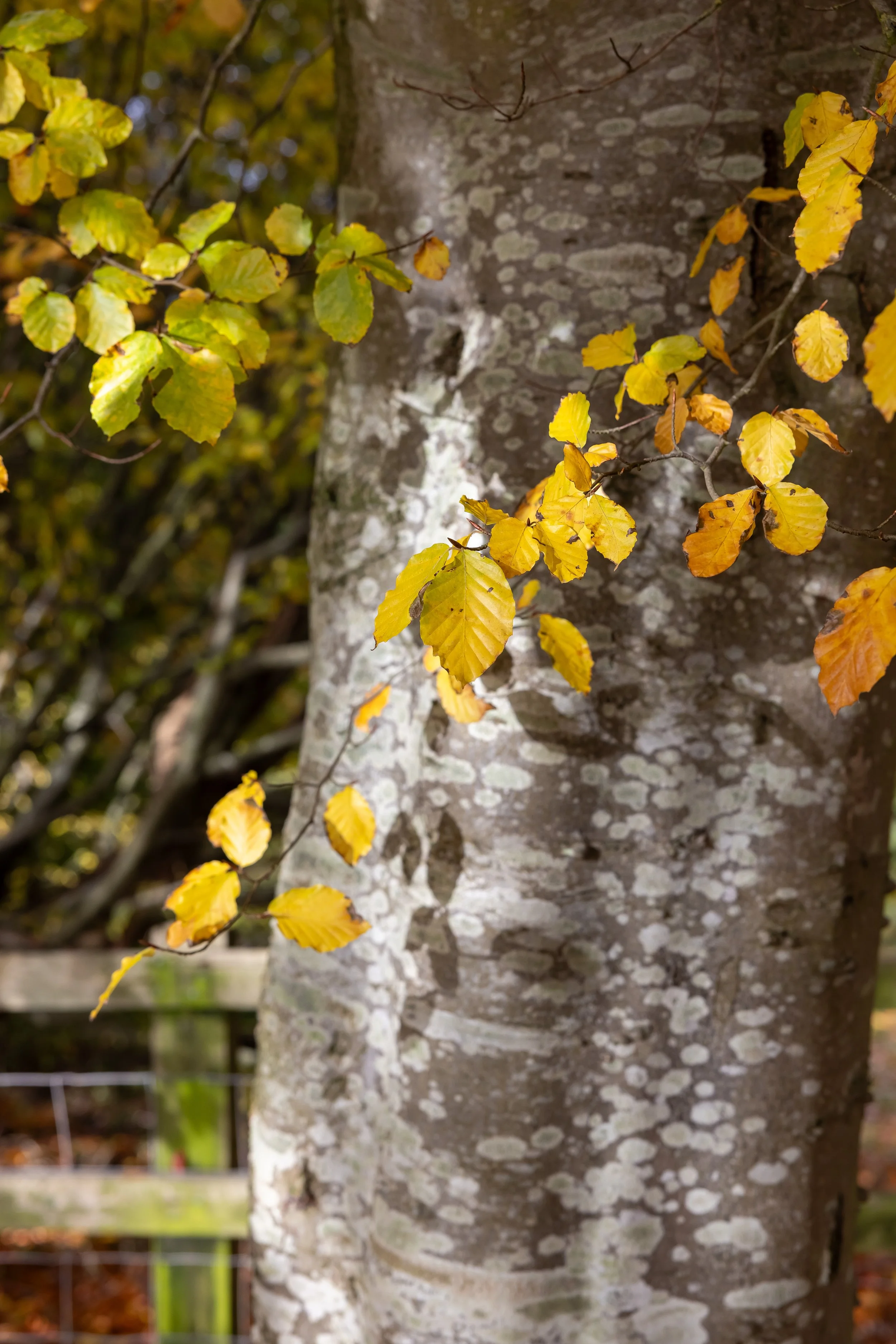 _54A7958.jpg