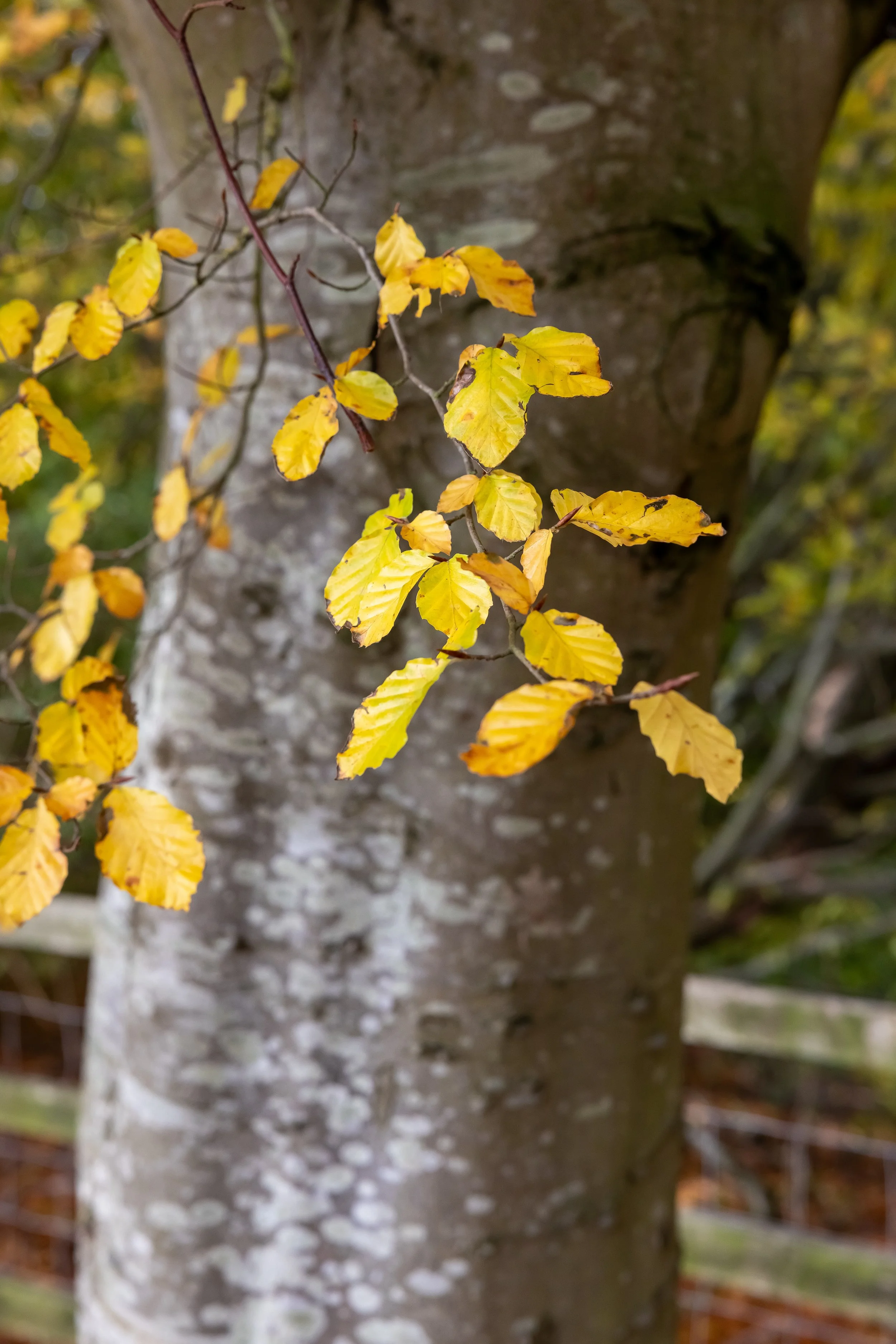 _54A7961.jpg