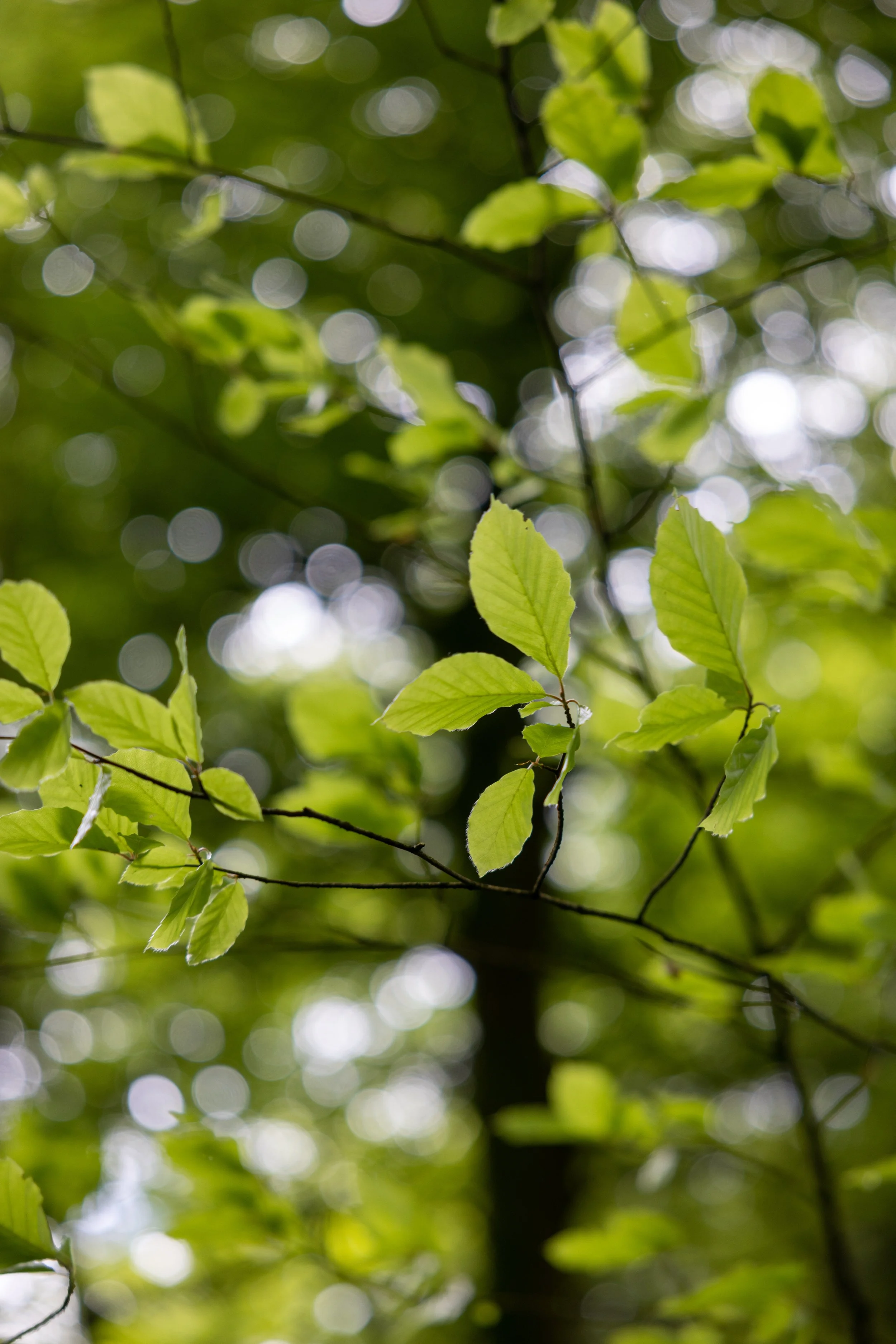 _54A5736.jpg