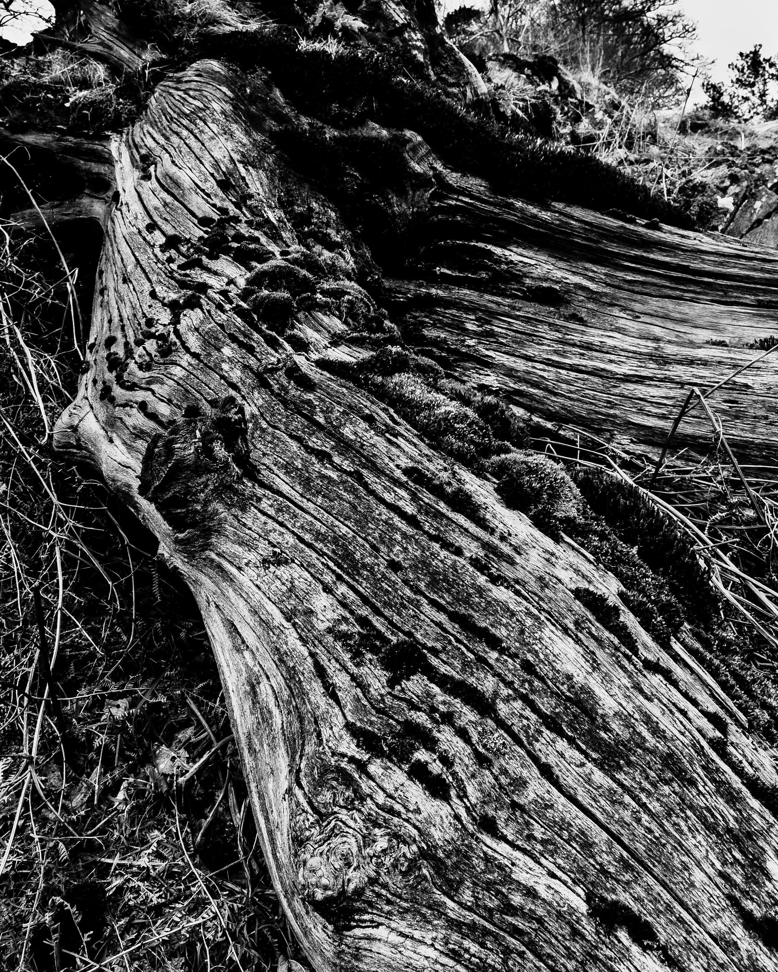 _MG_0605.jpg