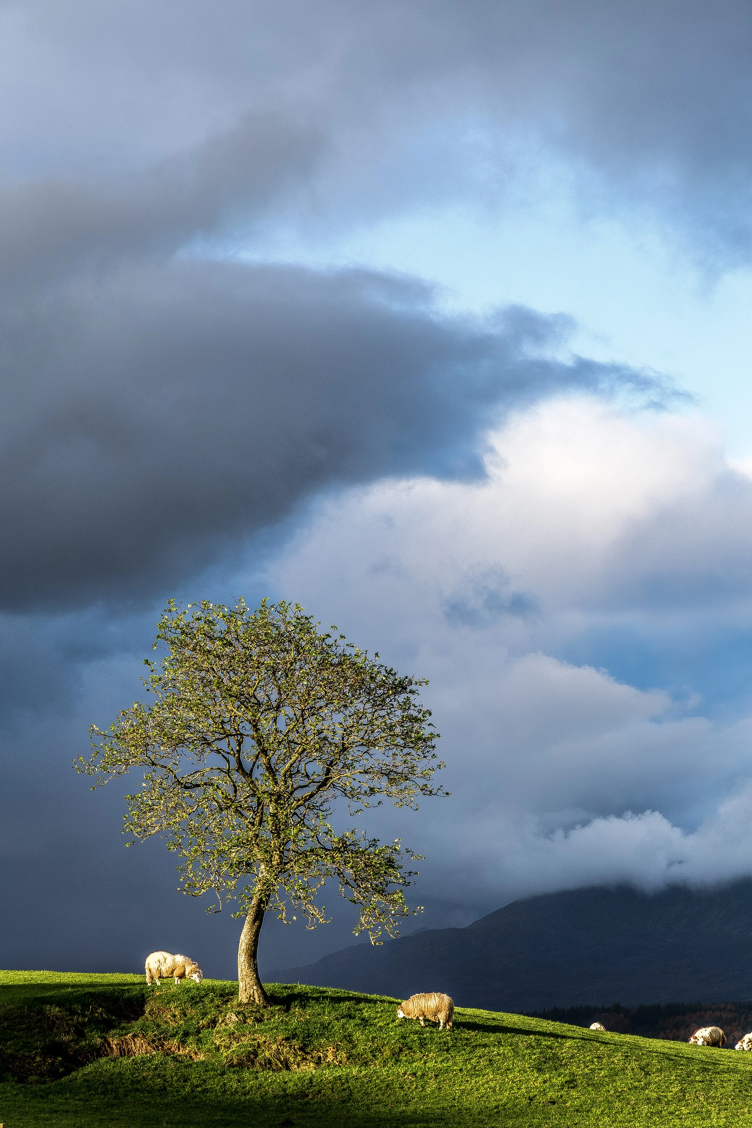 _MG_2650-HDR.jpg