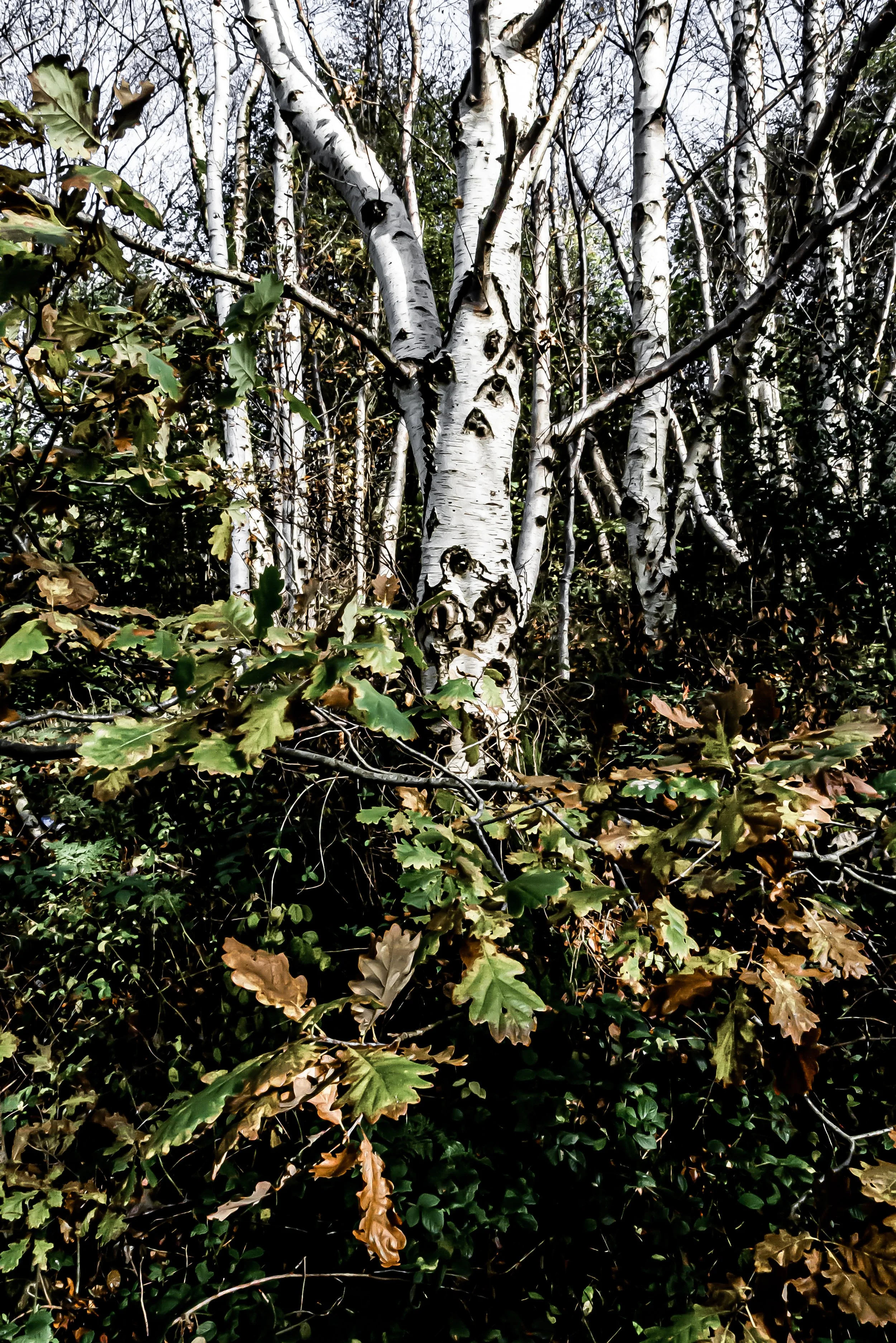 P1050926.jpg