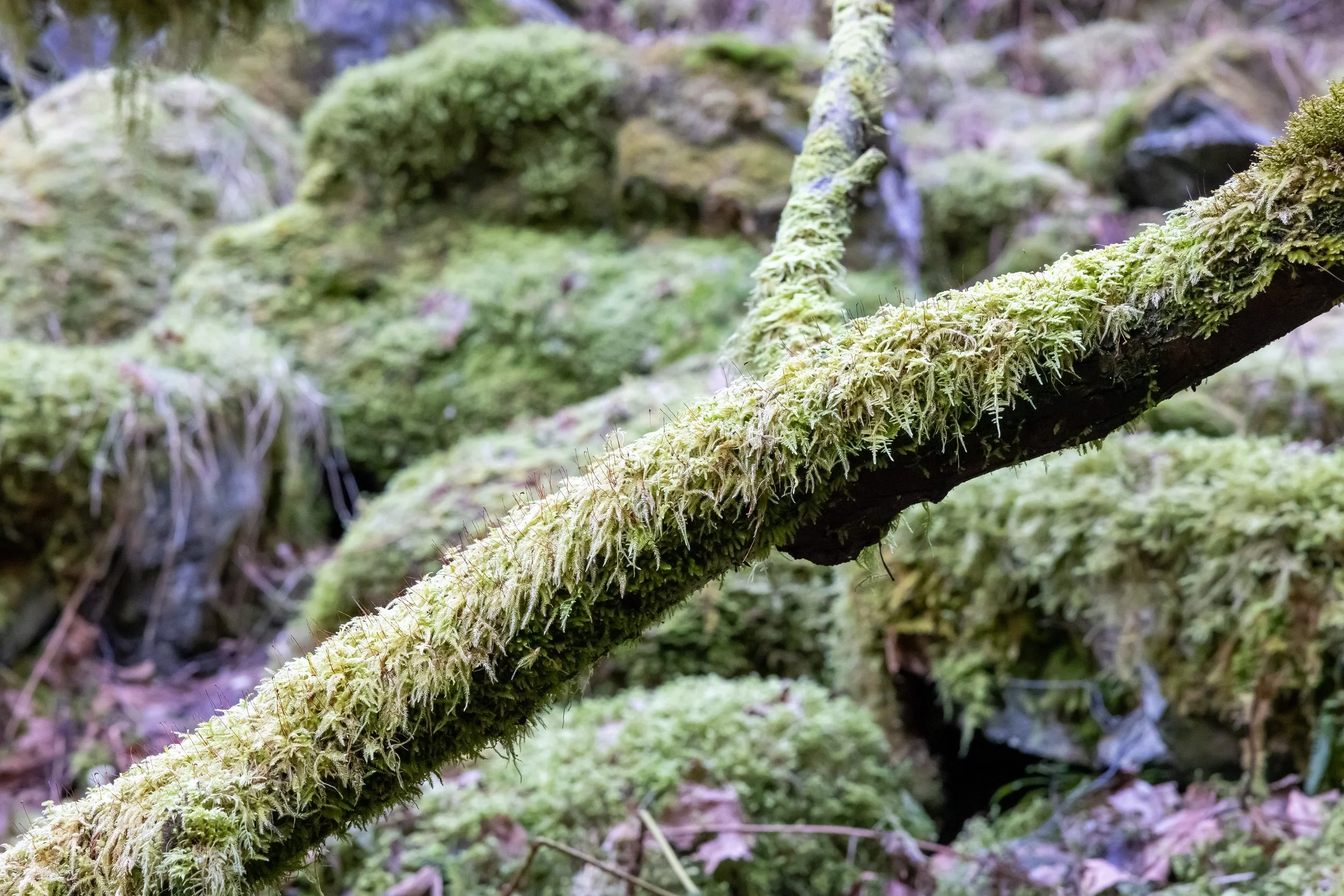 _54A2182.jpg