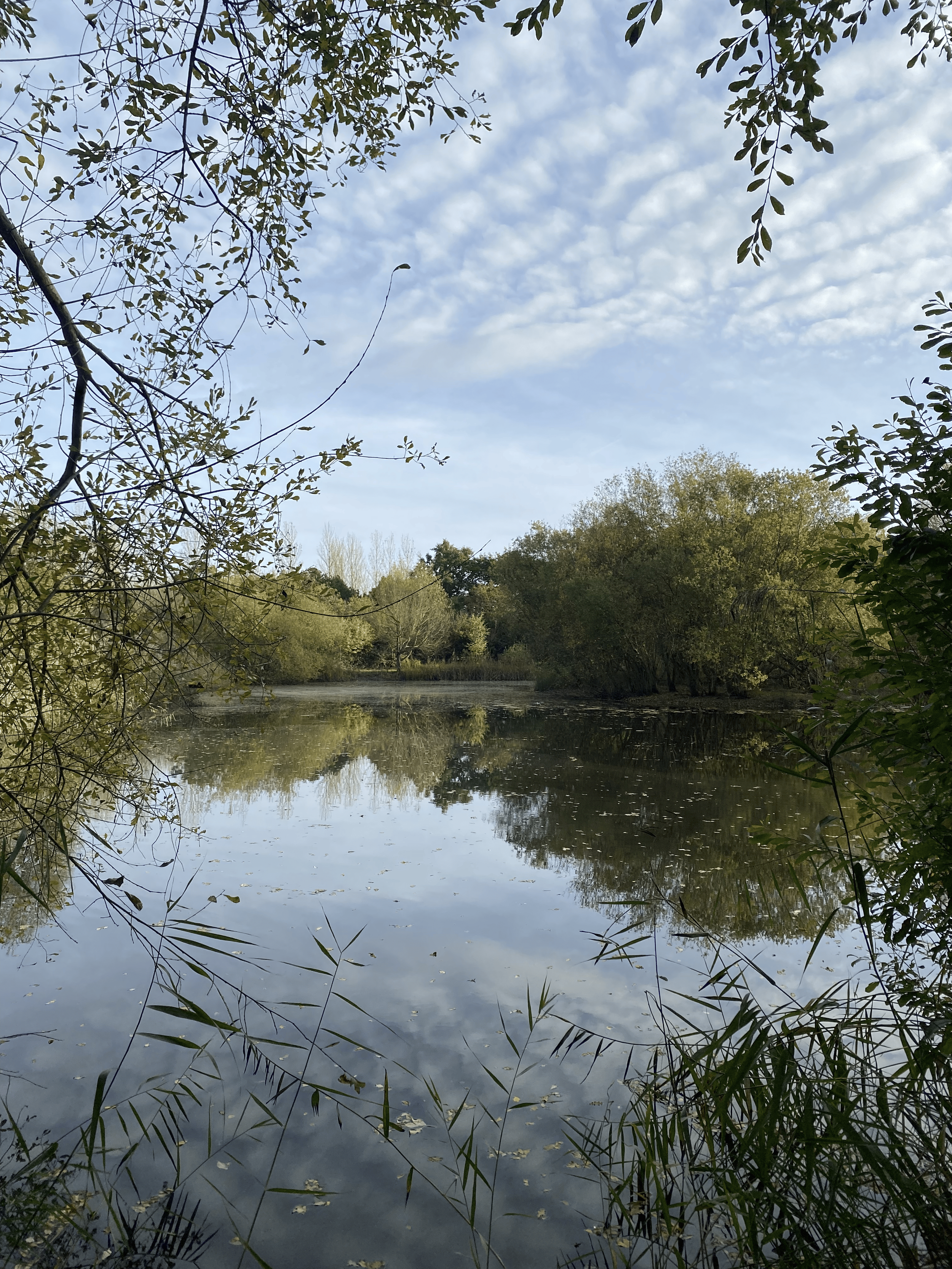 A tranquil pond reflection surrounded by trees and foliage, with a partly cloudy sky overhead.