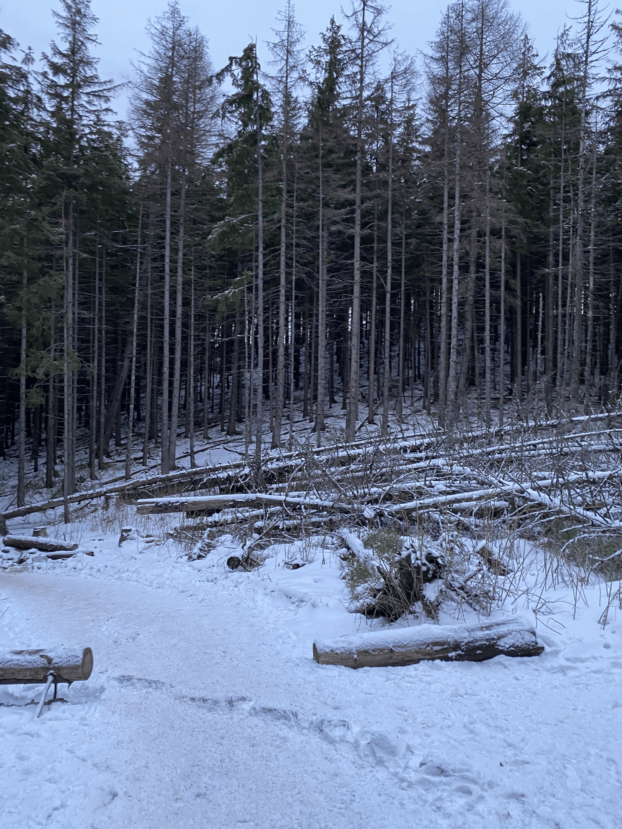 Snow-covered ground with scattered logs and branches in the foreground, a dense forest of tall, thin trees in the background, some with snow on their branches, under an overcast sky.