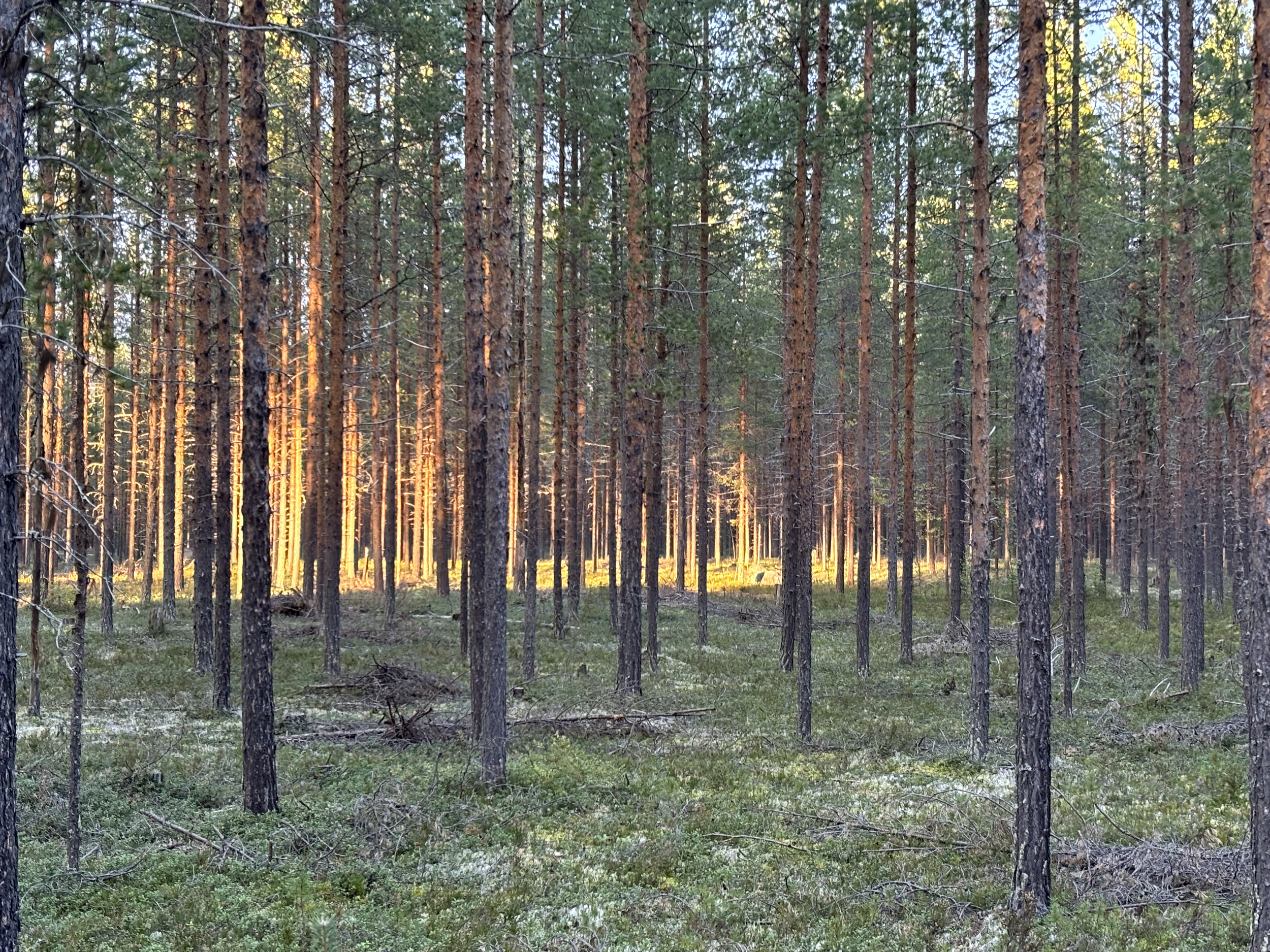 A dense forest of tall, thin pine trees with sunlight shining through the branches, grassy forest floor, and a clear sky visible in the background.
