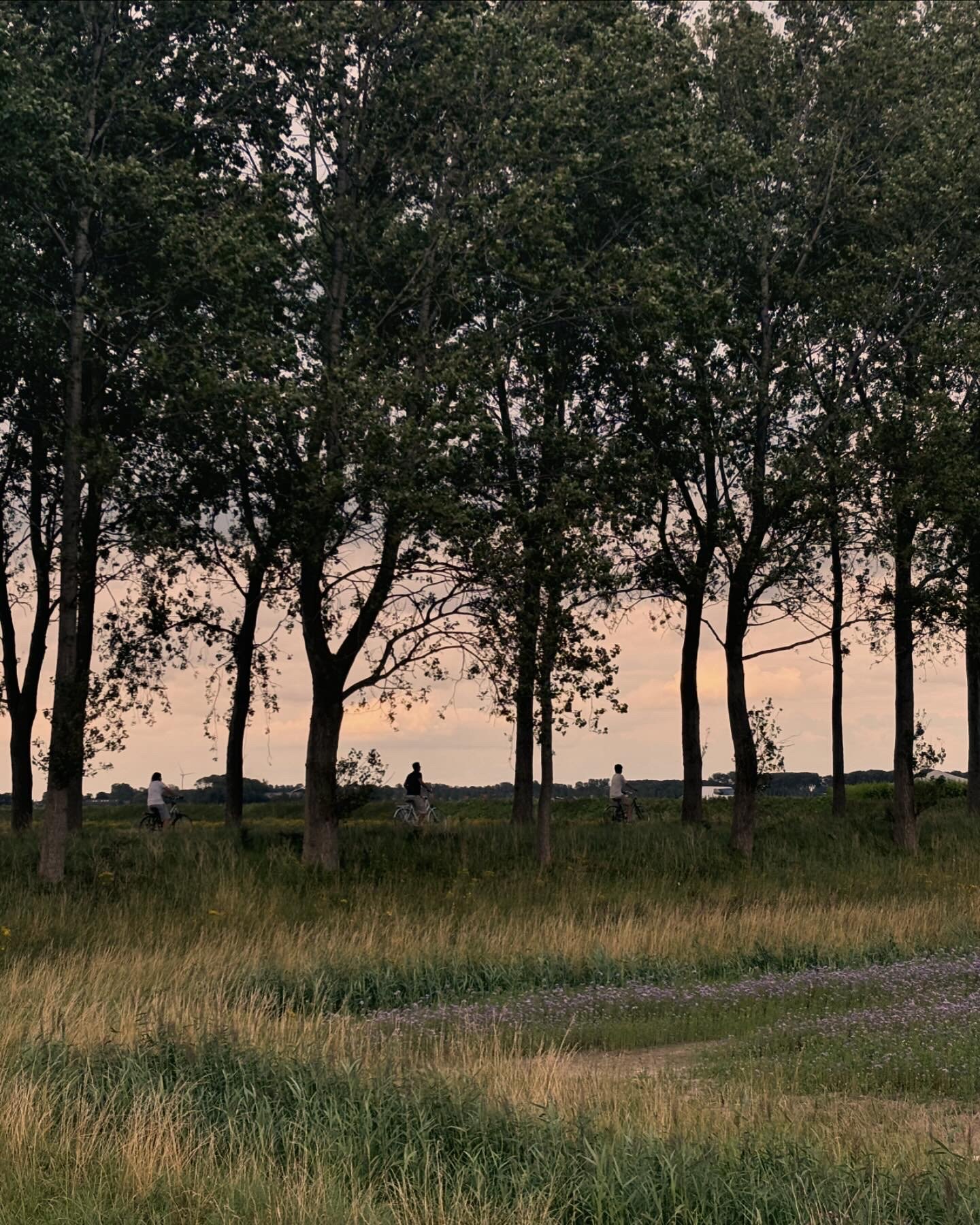 People riding bikes along a tree-lined path at sunset.