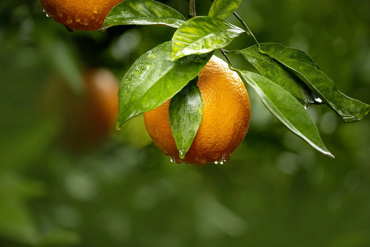 Music Fundraising, Orange Groves, and Securities Laws