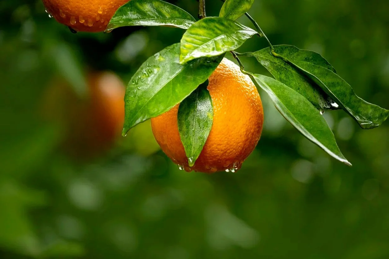 ripe oranges in the garden in drops after the rain.