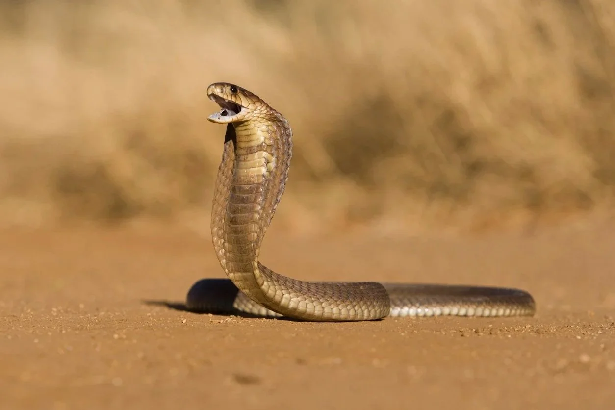 cobra preparing to strike