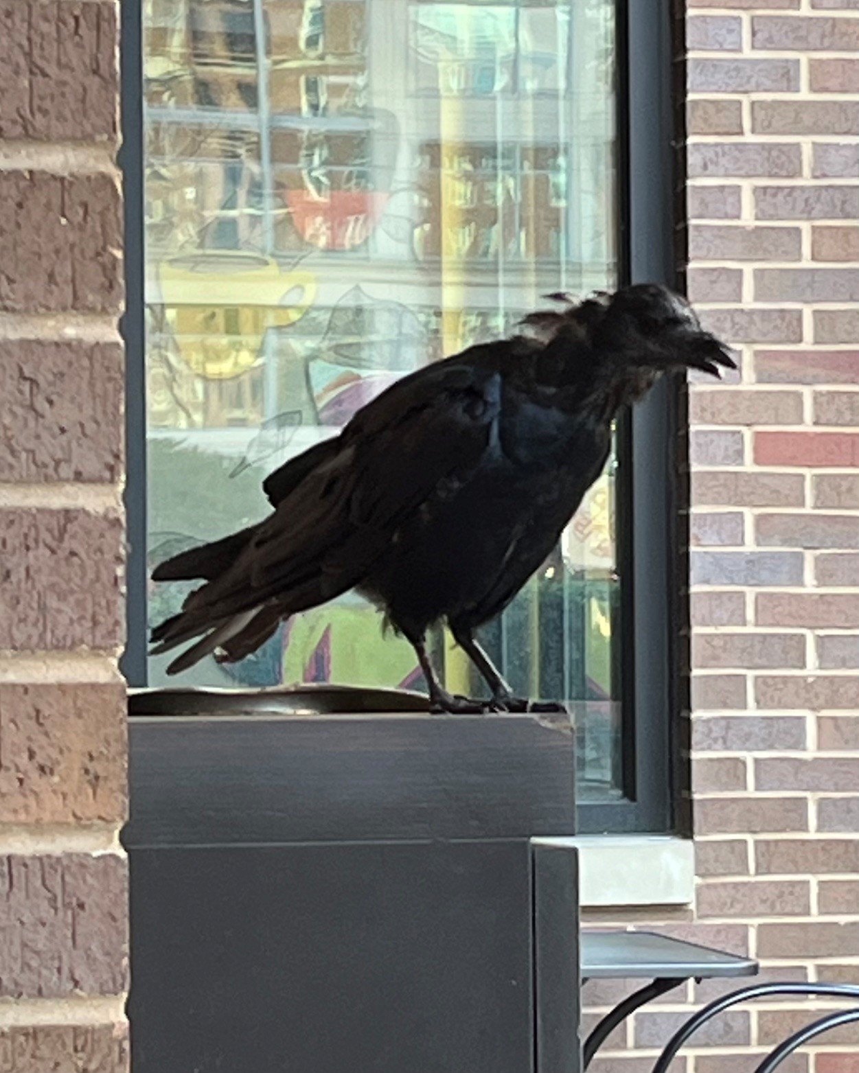 black raven (bird)