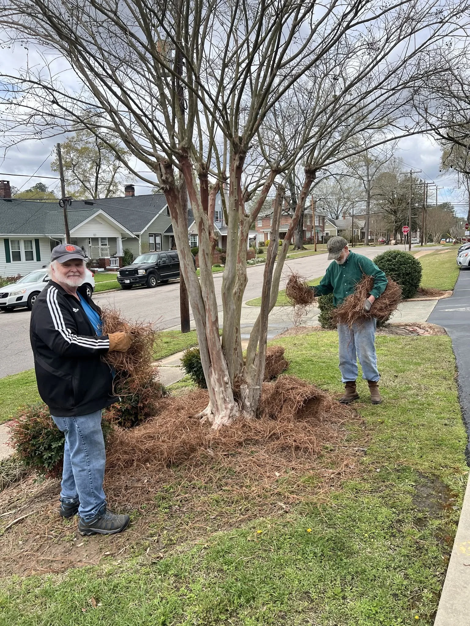 Two men planting or moving a small tree in a residential yard, with mulch and shrubbery around the base of the tree, and houses and cars visible in the background.