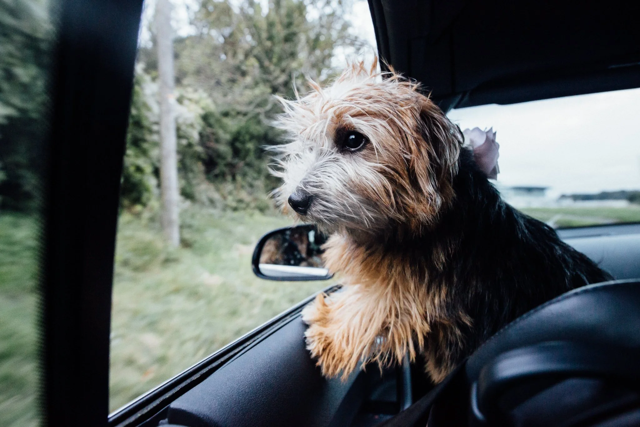  Dog looks out of the car window 