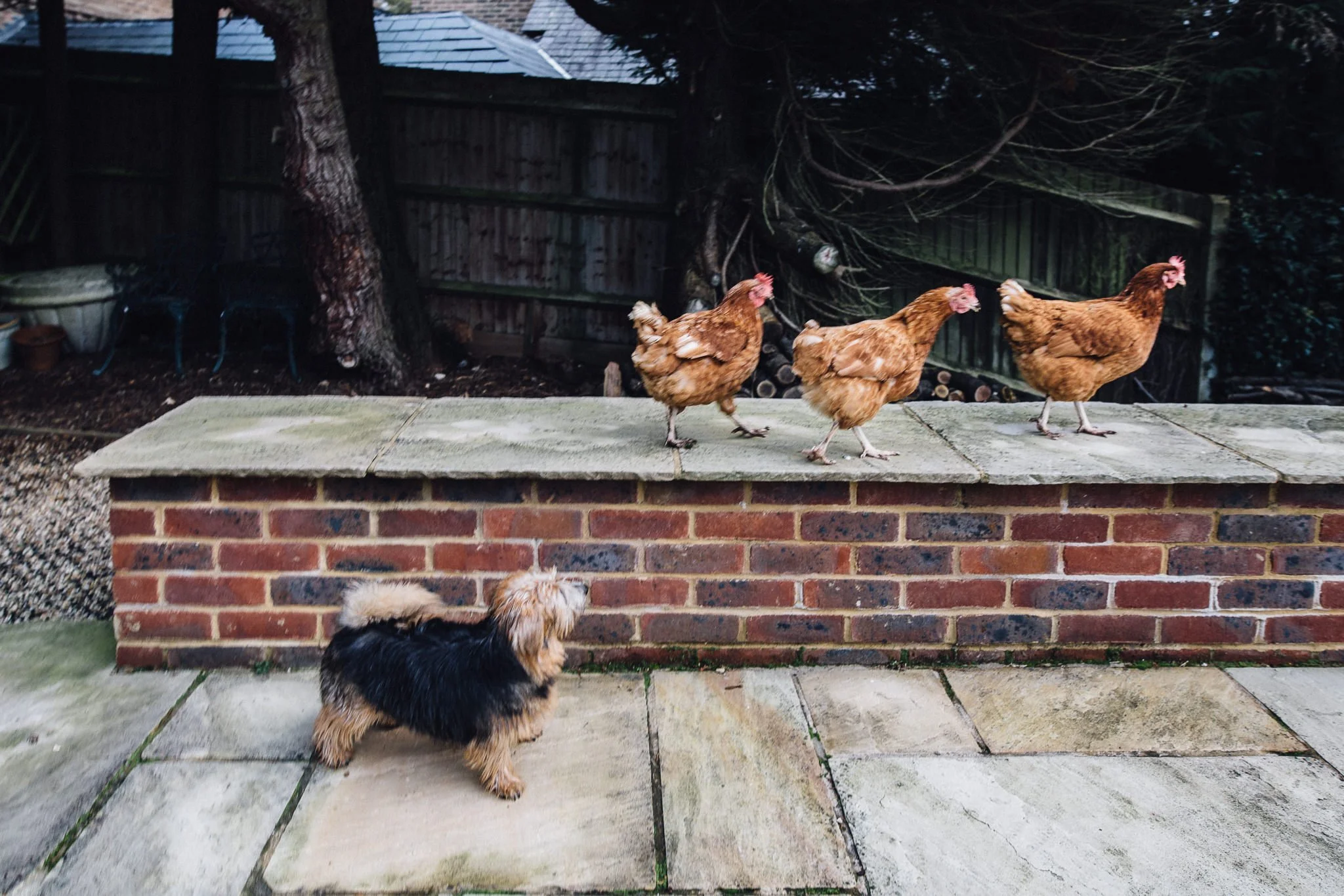  Dog looking at chickens 