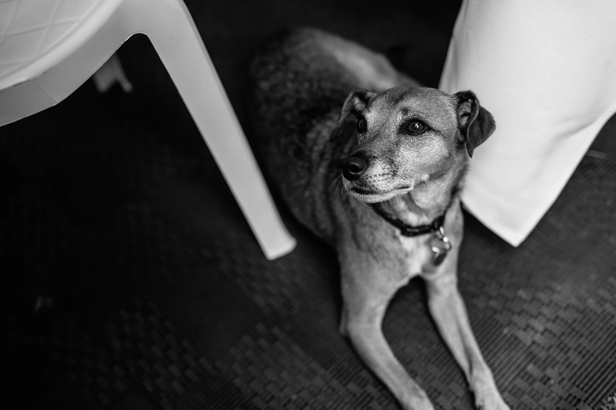  Dog at the wedding 