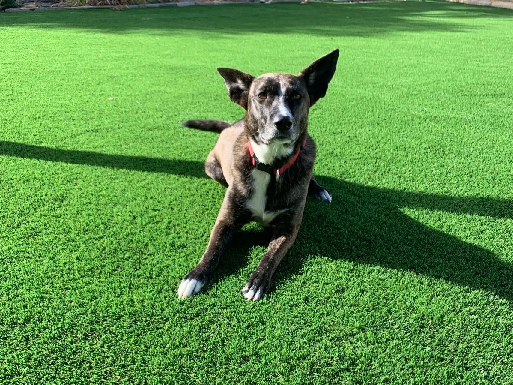 Pet friendly Artificial Grass. Perfect for your furry animals. Rumput Tiruan Mesra Haiwan Kesayangan.
Sempurna untuk haiwan kesayangan berbulu anda.