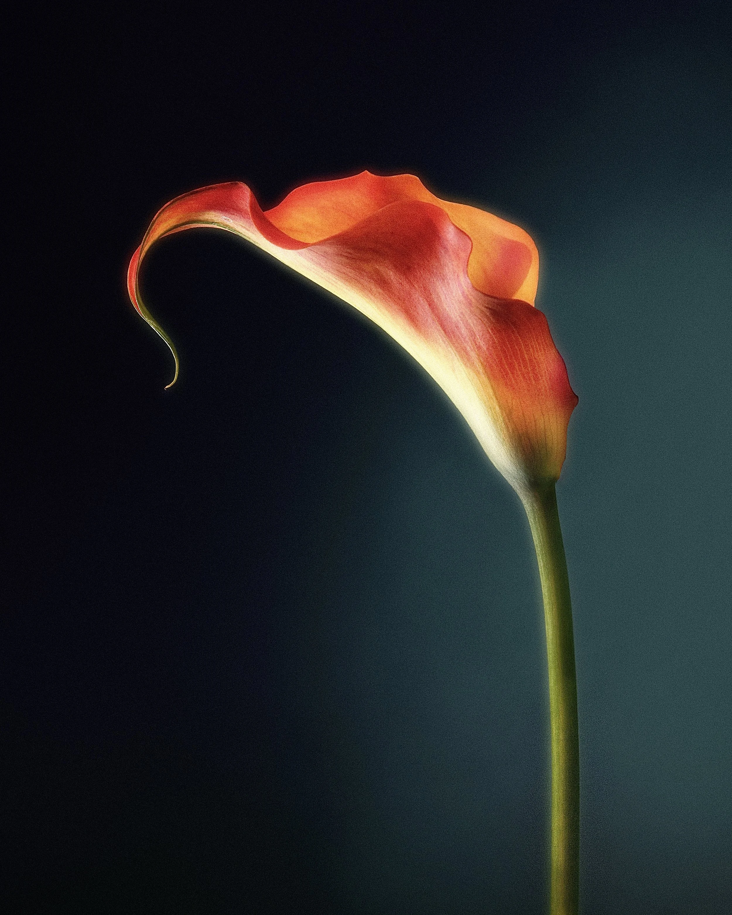 callalily.jpg