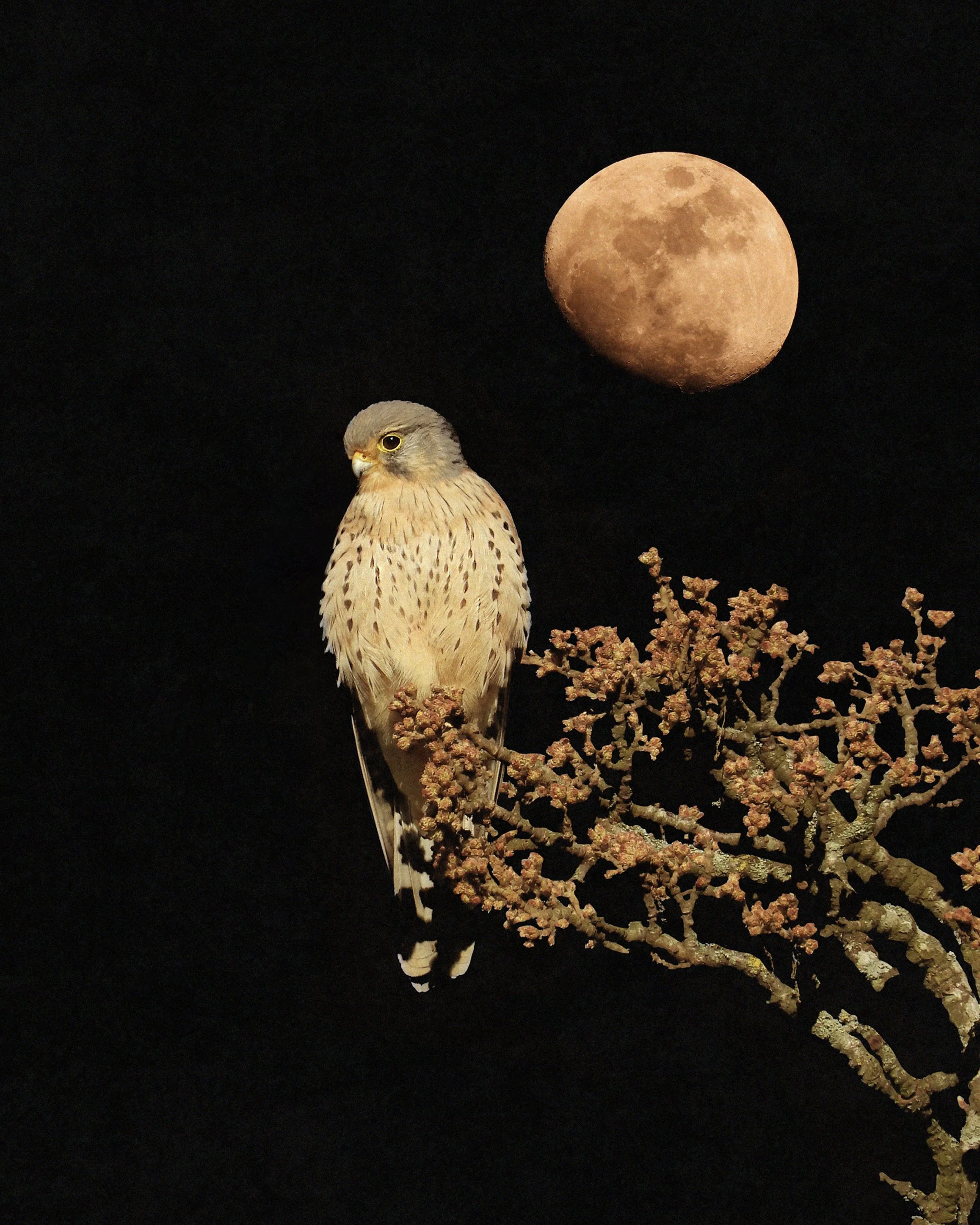 Kestrel and Moon, 23