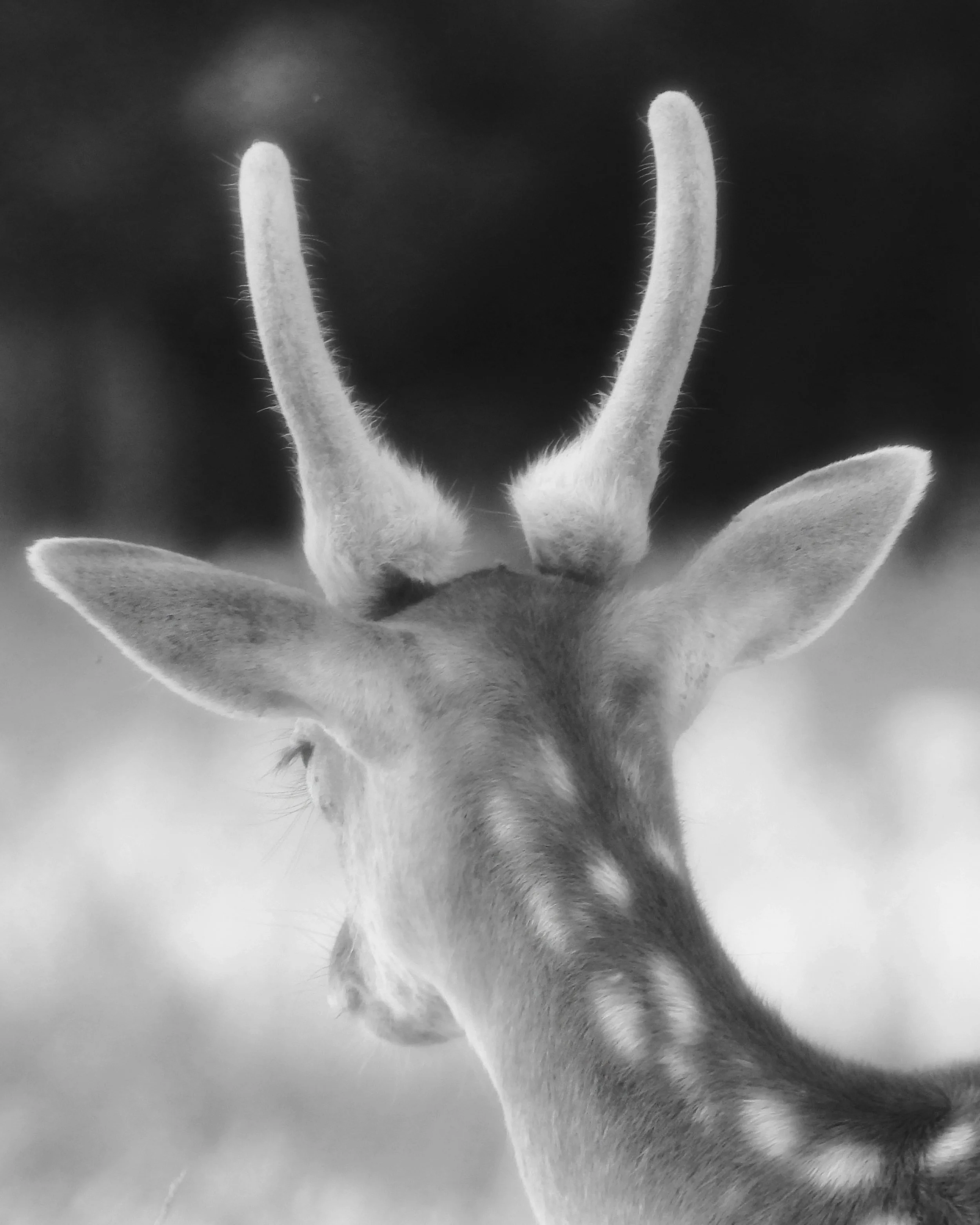 deerdeer.jpg