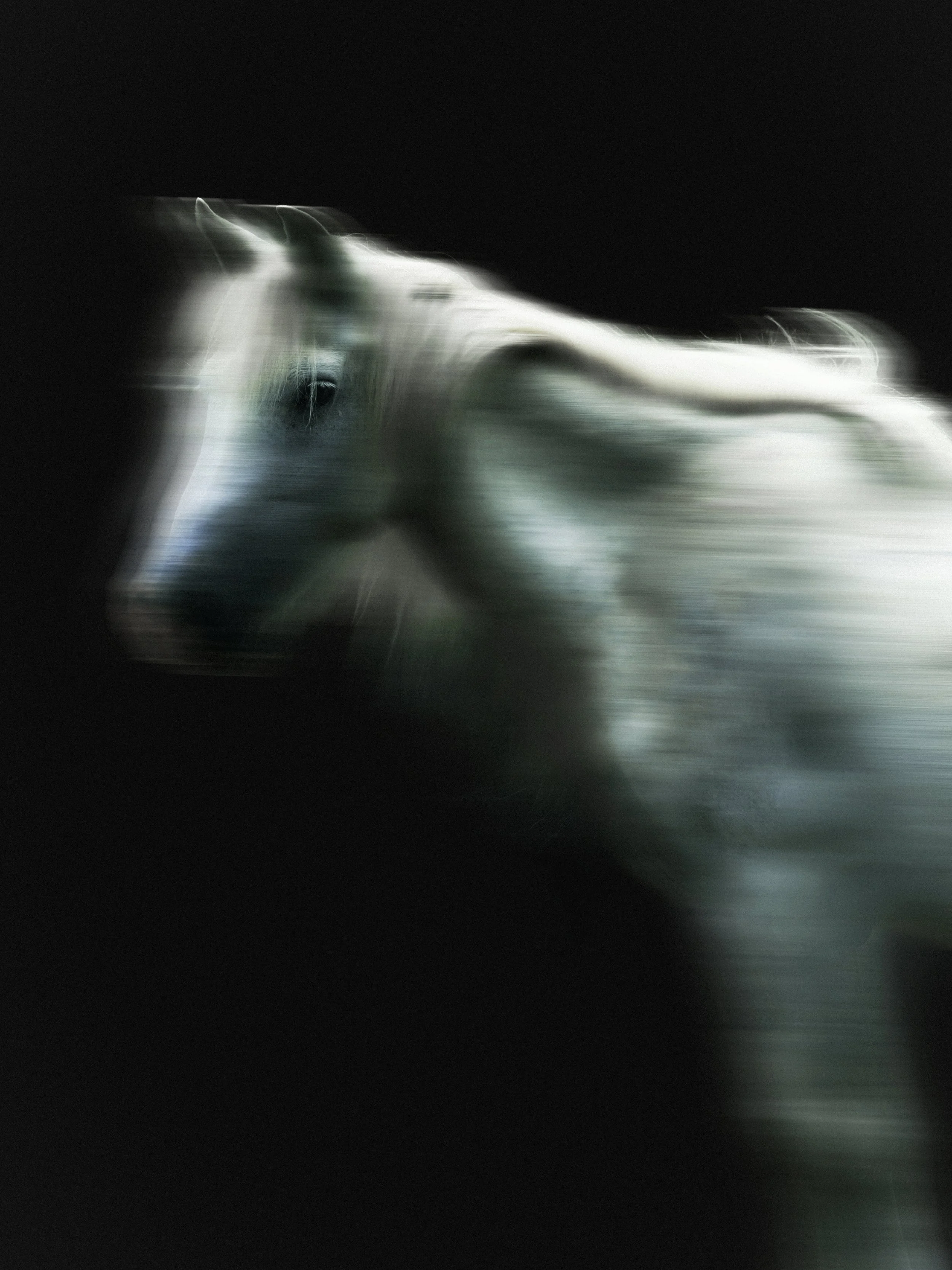 besthorse.JPG