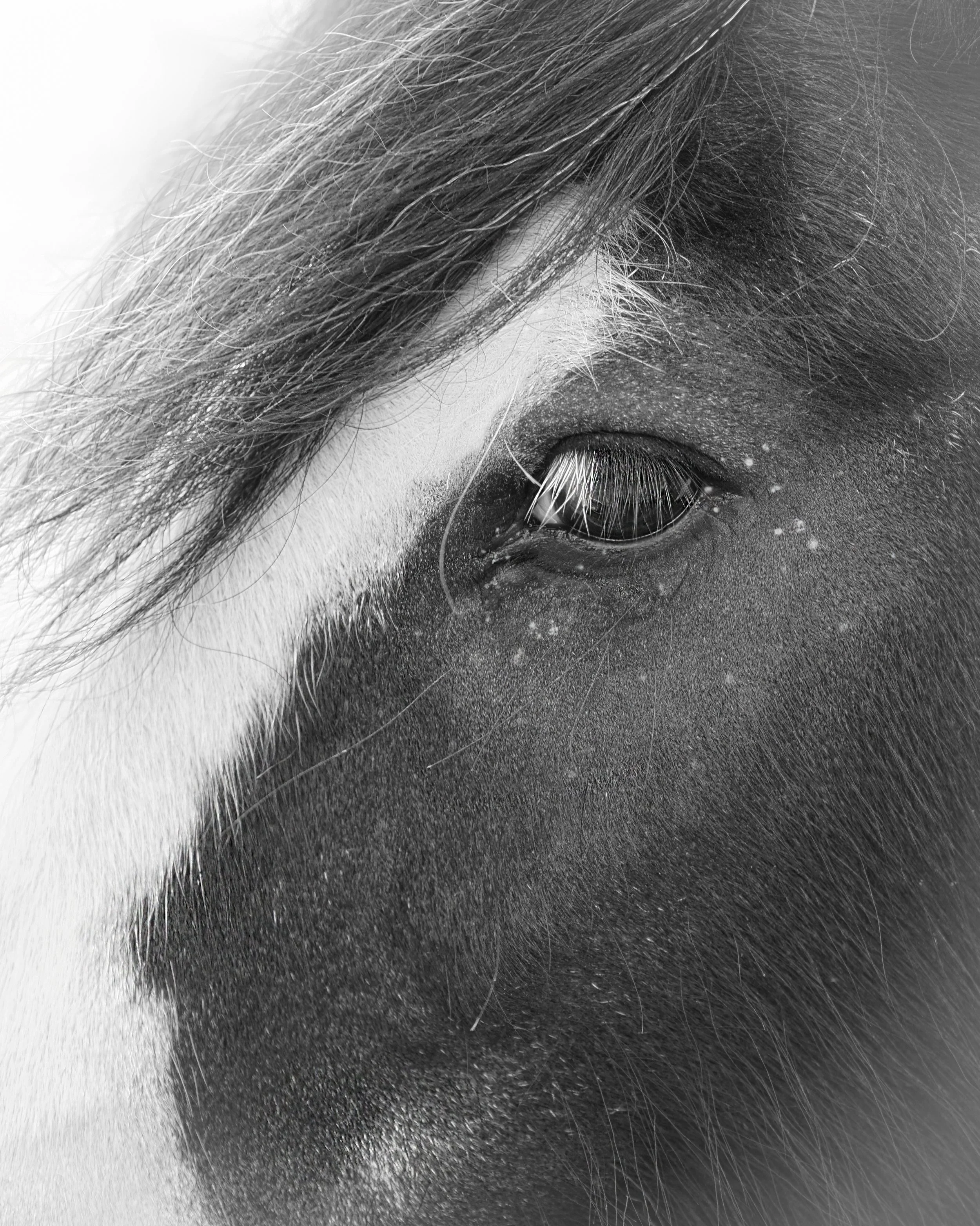 horseye.JPG