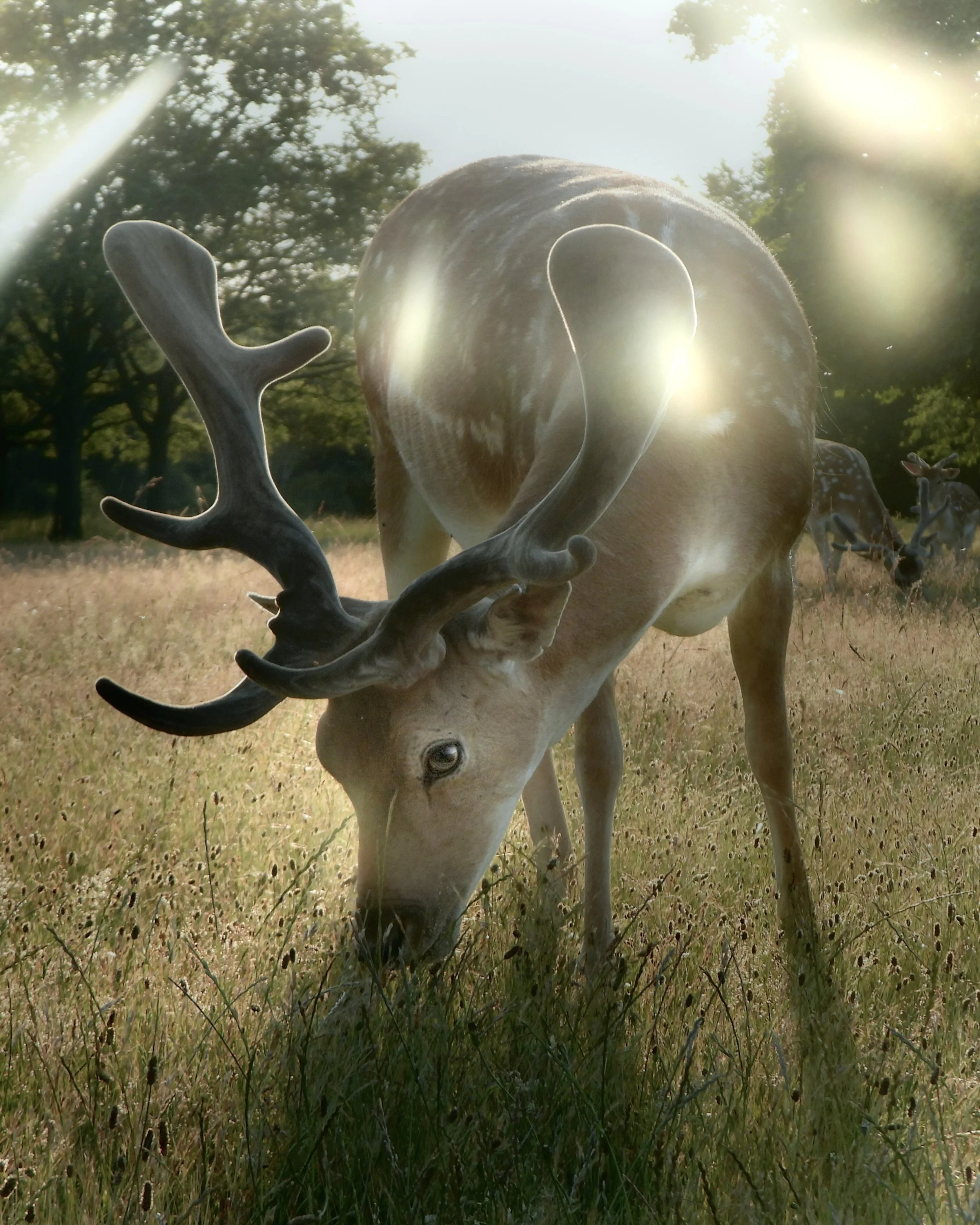 lensflare.jpg