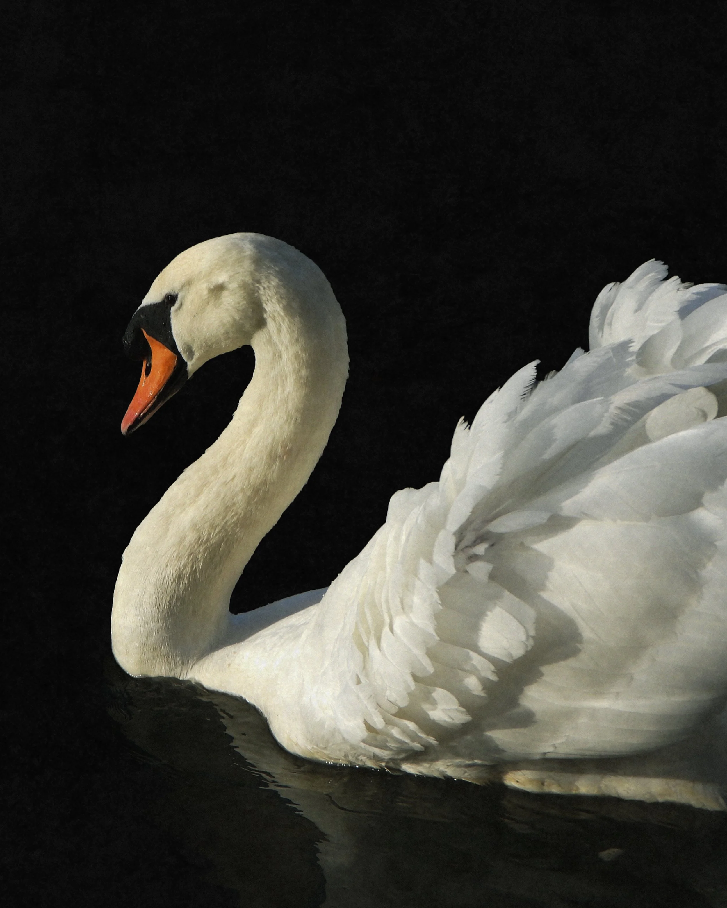 swanpotrait.jpg