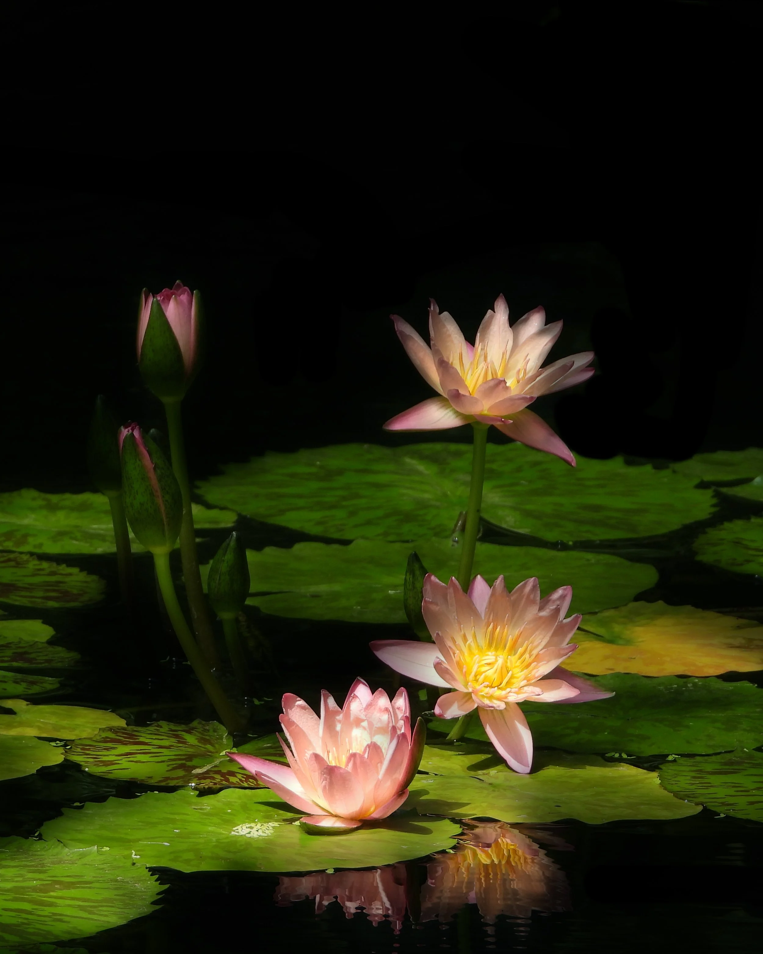 lilypads.JPG