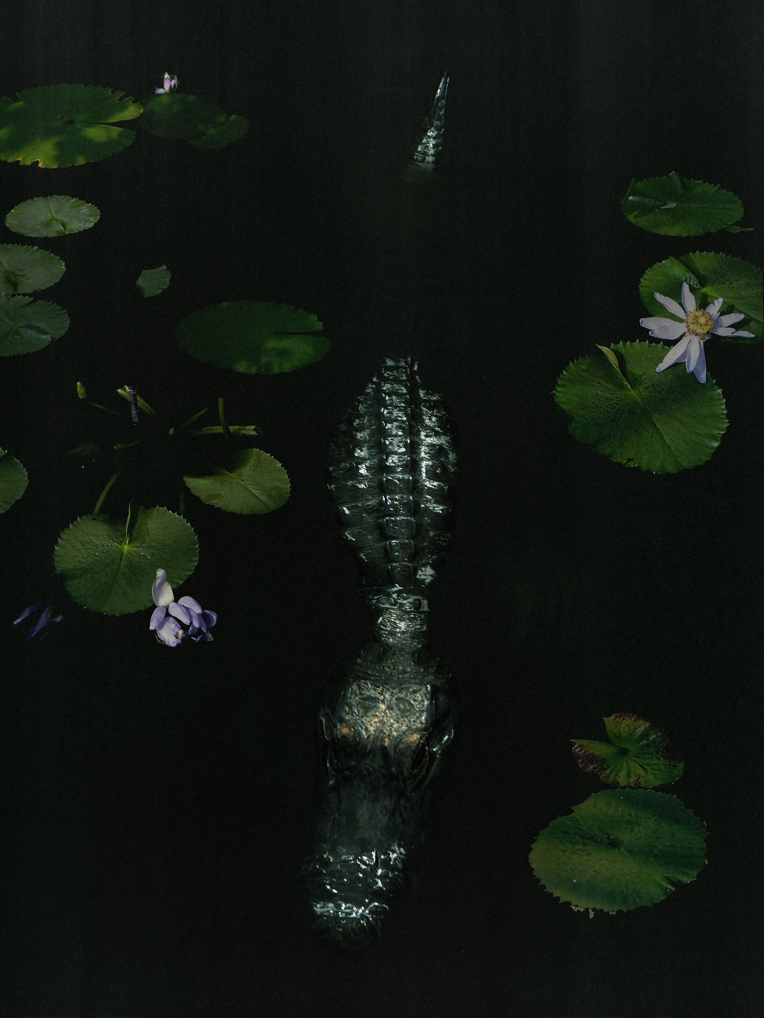 lilpadgator.jpg