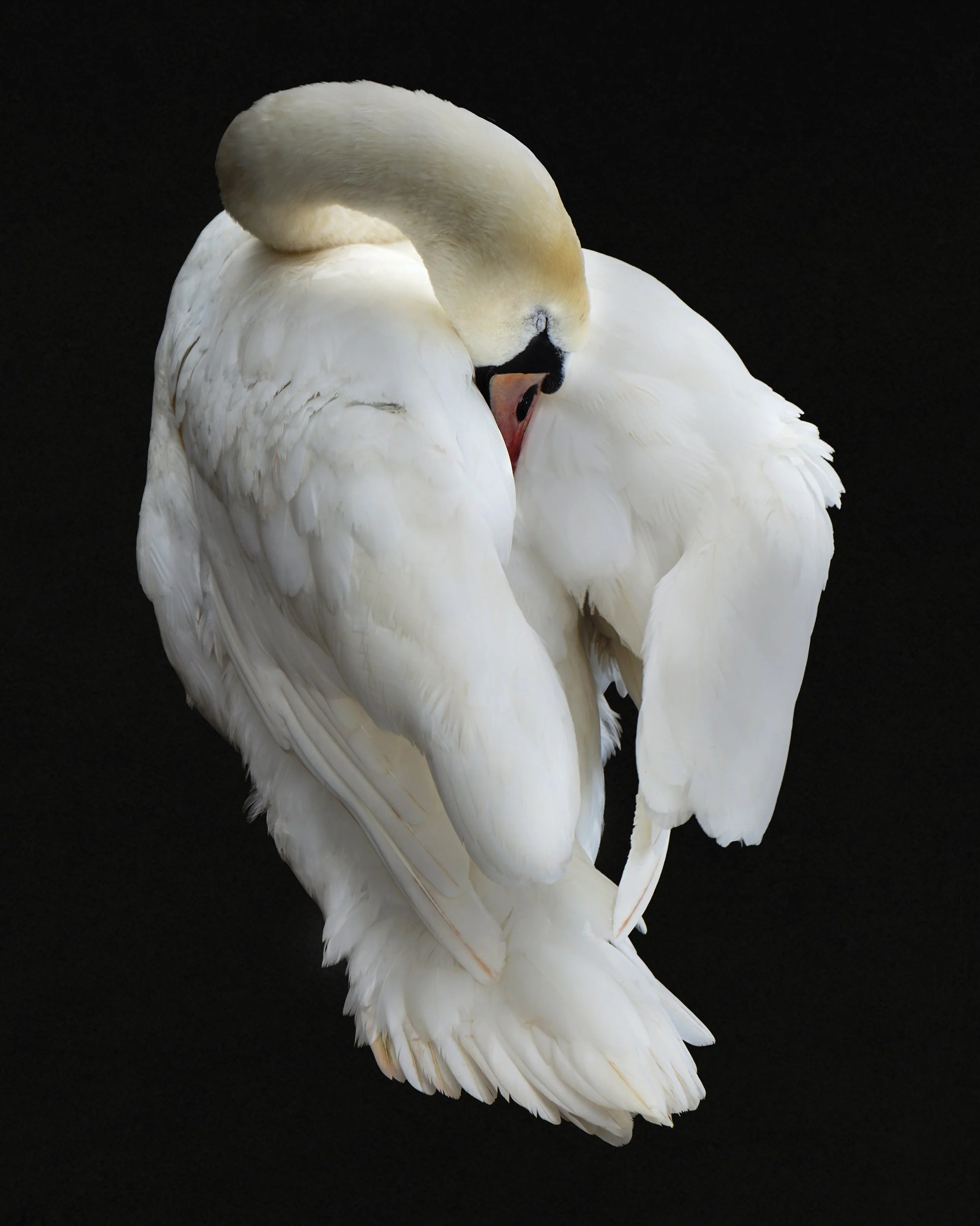 Swan Study, 26