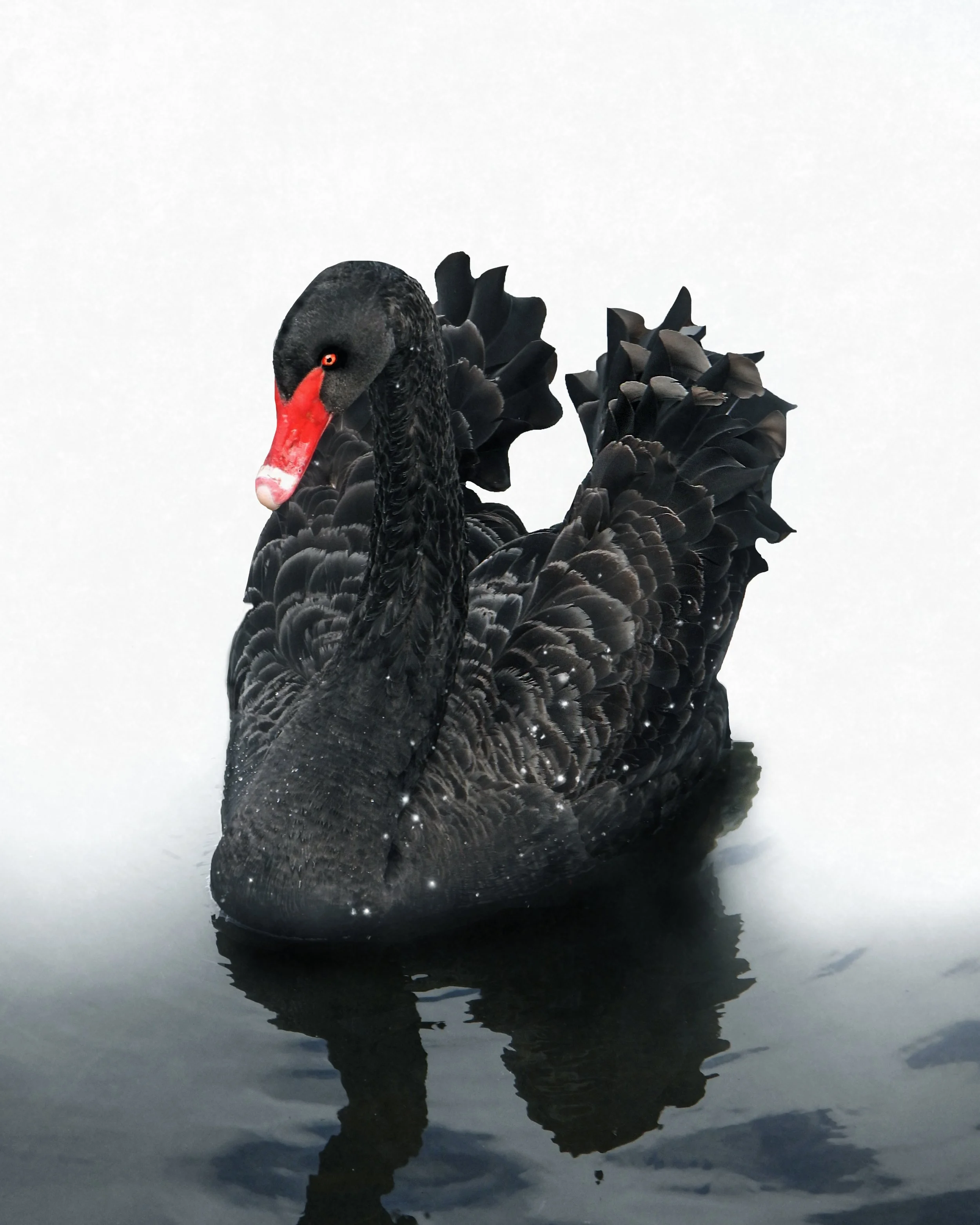 blackswann.jpg