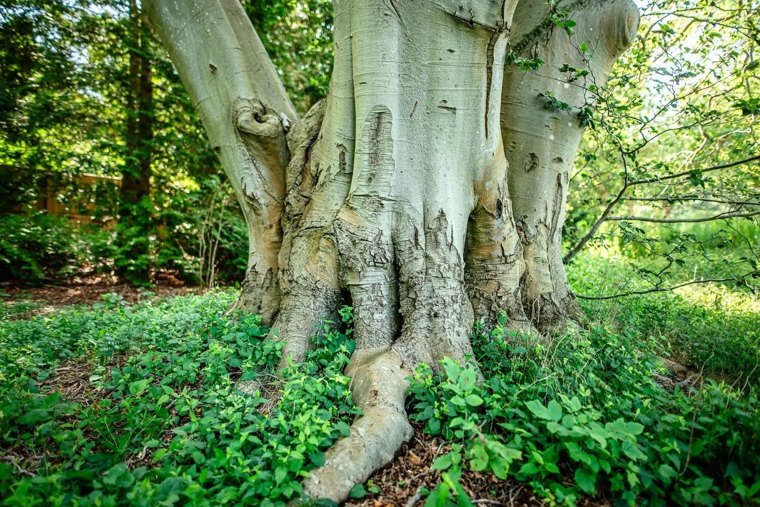 Arboricultural Consulting Image